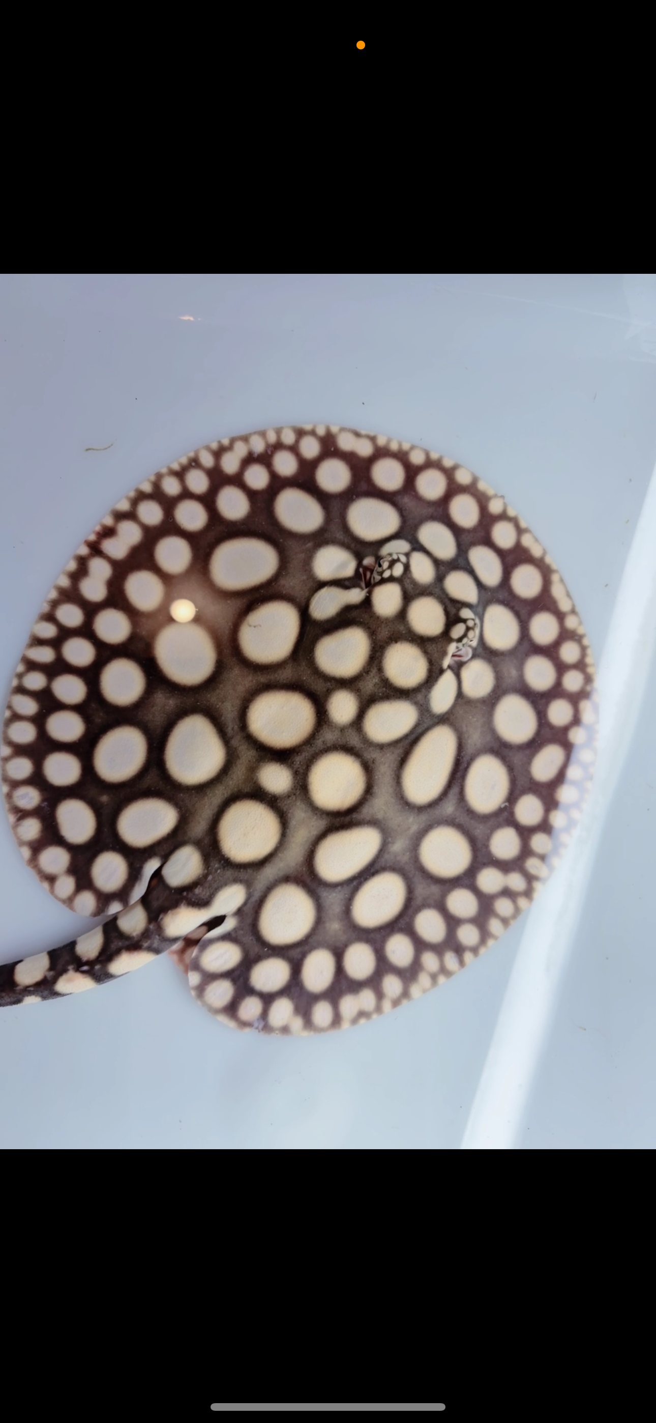 Freshwater stingray black diamond male