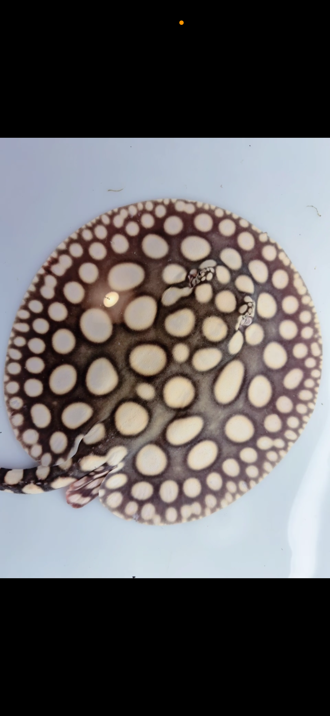 Freshwater stingray black diamond male