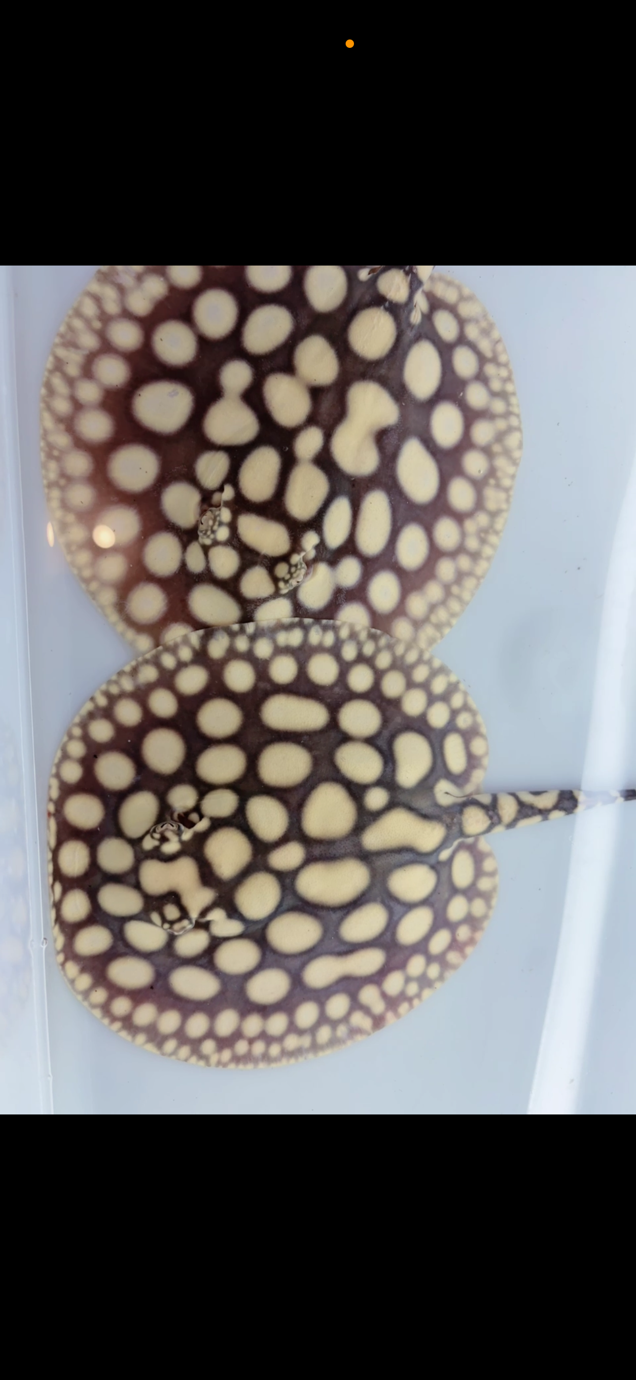 Freshwater stingray key diamond F2 pair