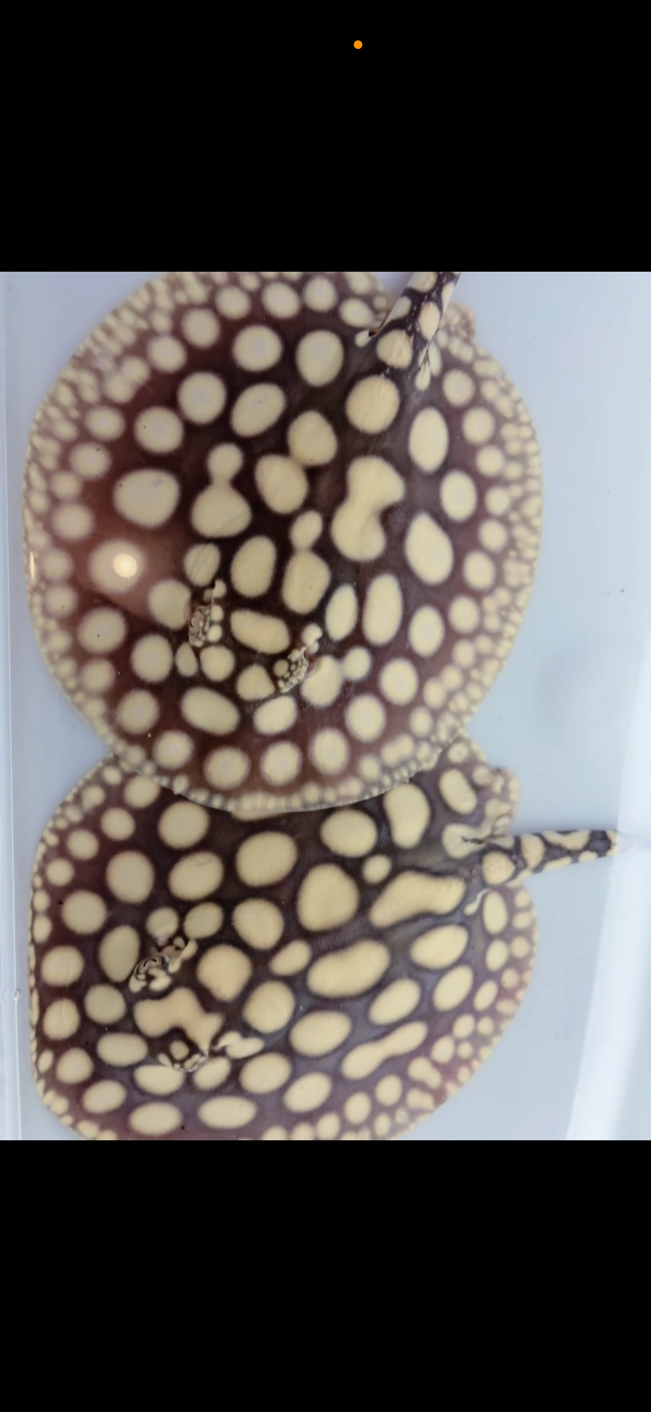 Freshwater stingray key diamond F2 pair