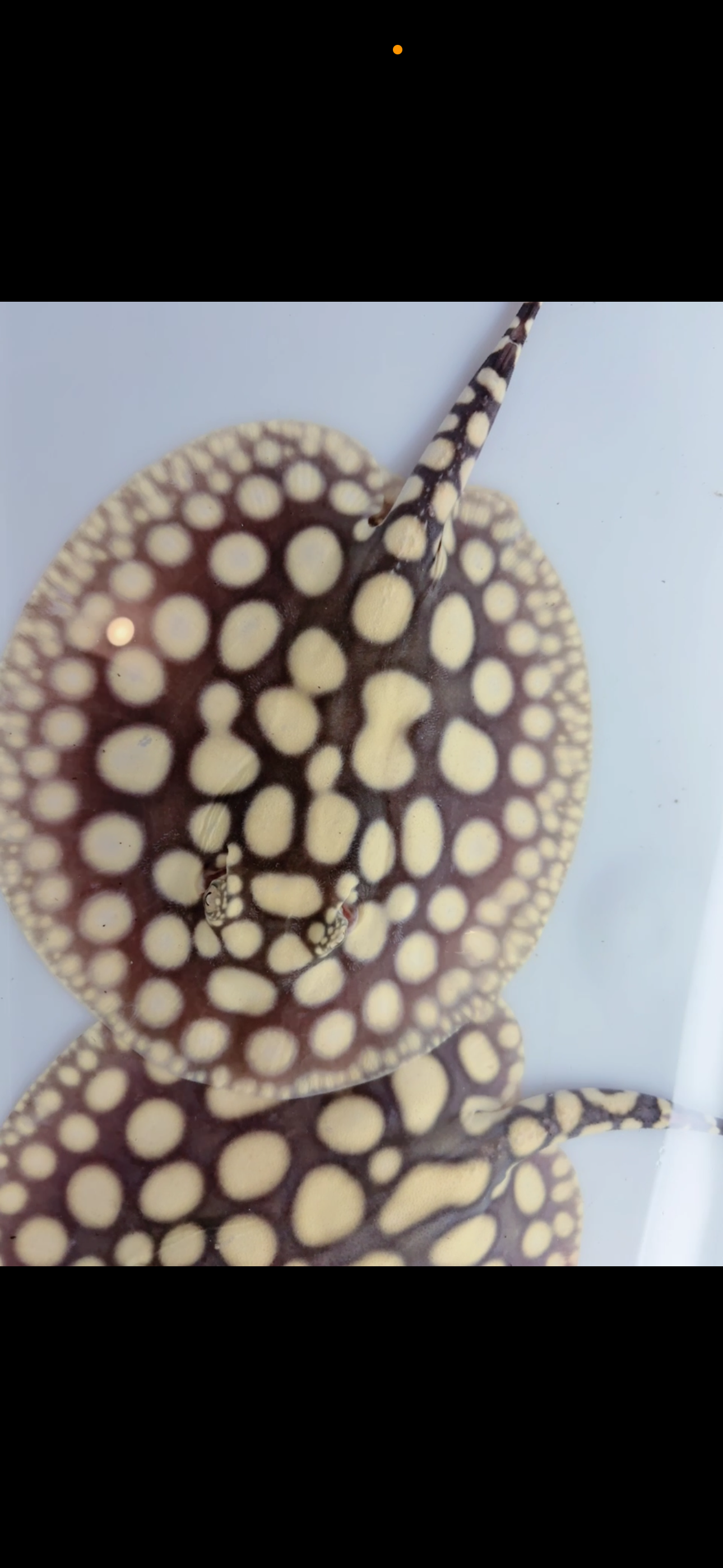 Freshwater stingray key diamond F2 pair