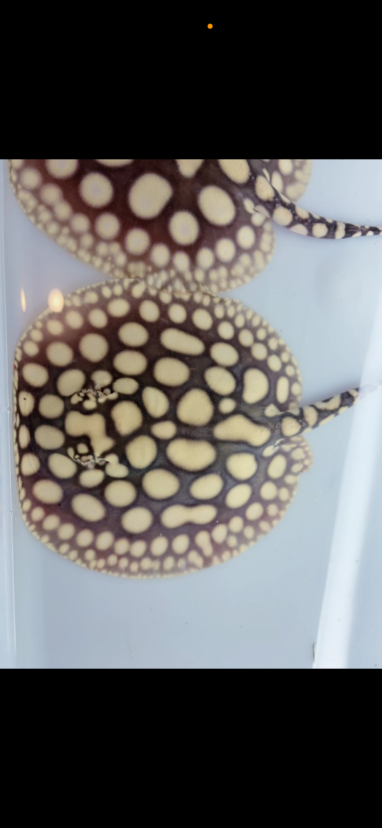 Freshwater stingray key diamond F2 pair