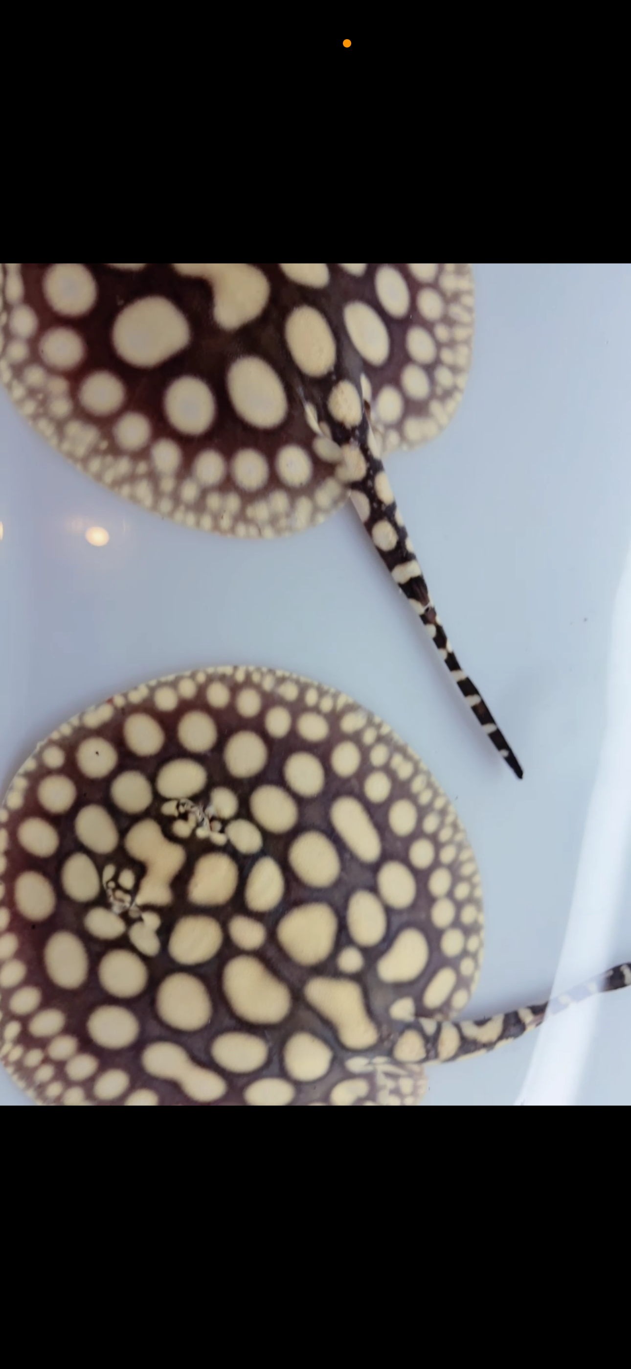Freshwater stingray key diamond F2 pair