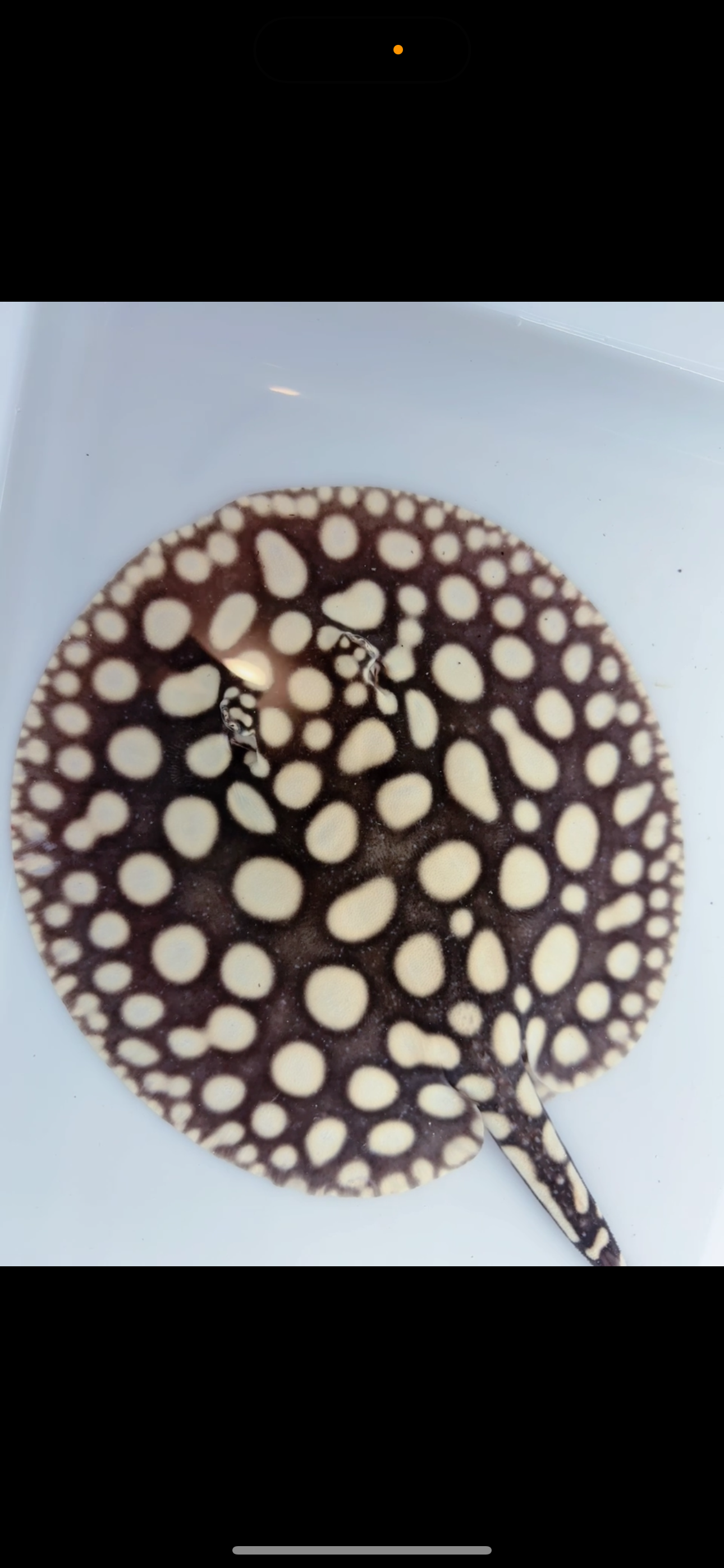 Freshwater stingray black diamond female