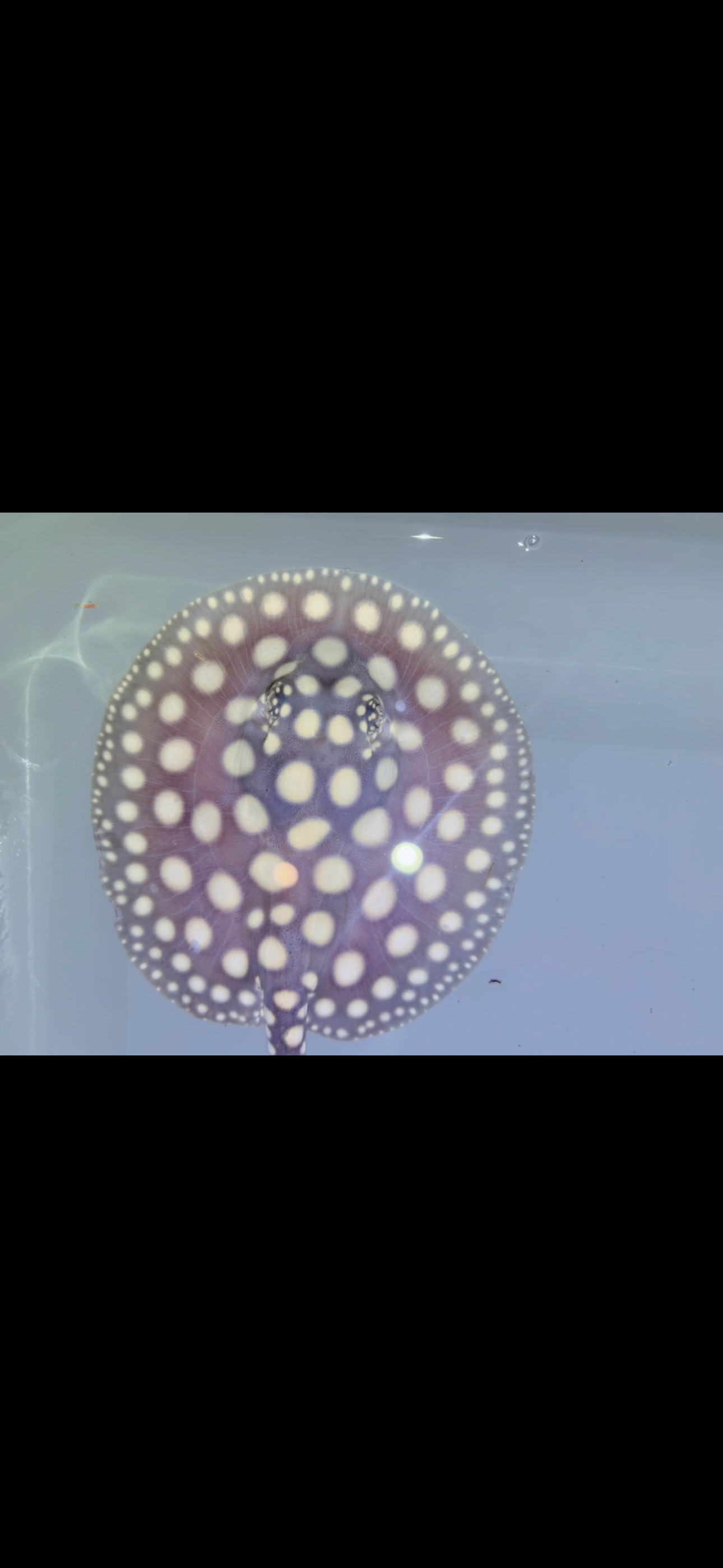 Freshwater stingray black diamond Female 5inch 14