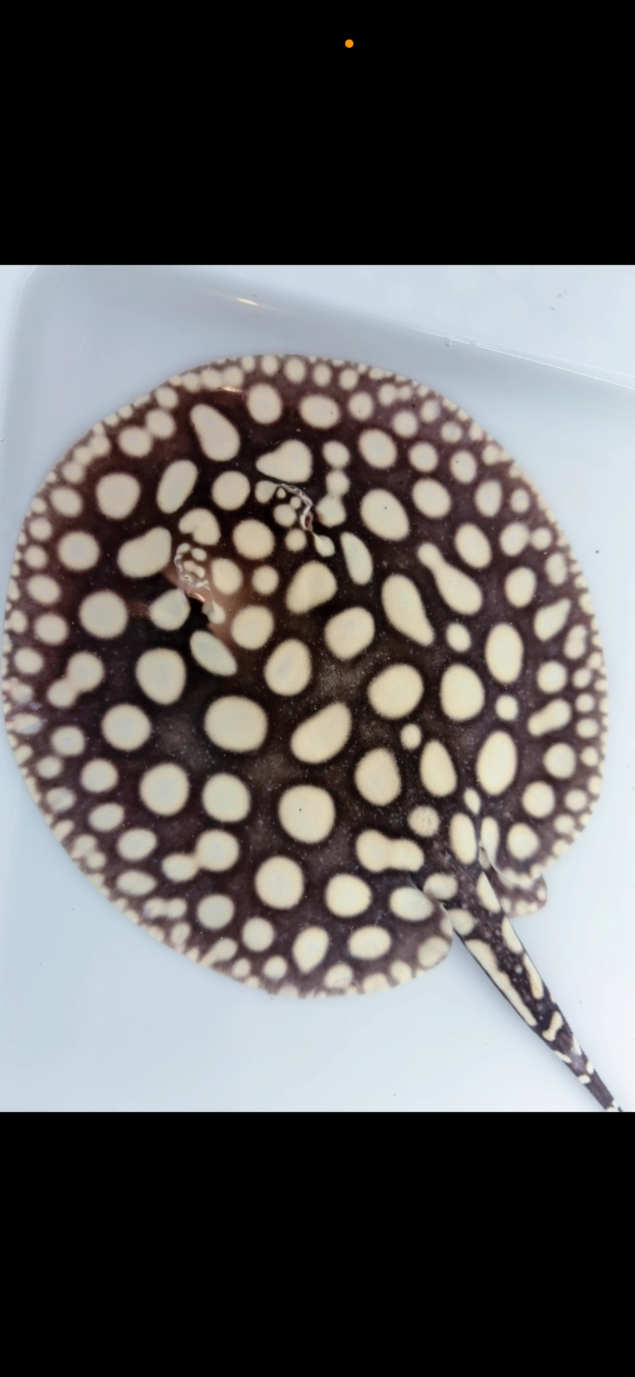 Freshwater stingray black diamond female