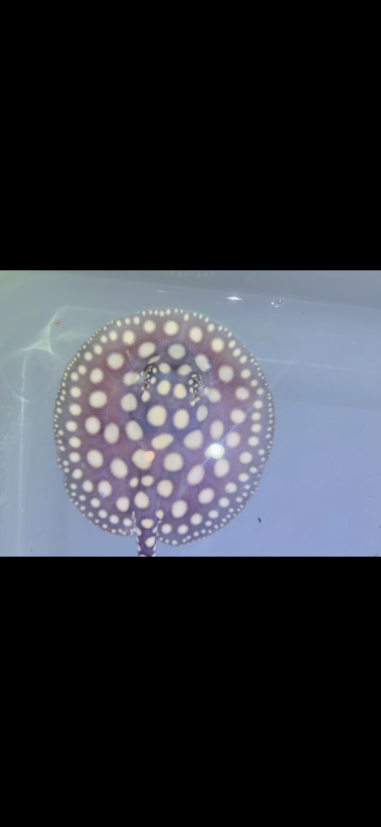 Freshwater stingray black diamond Female 5inch 14