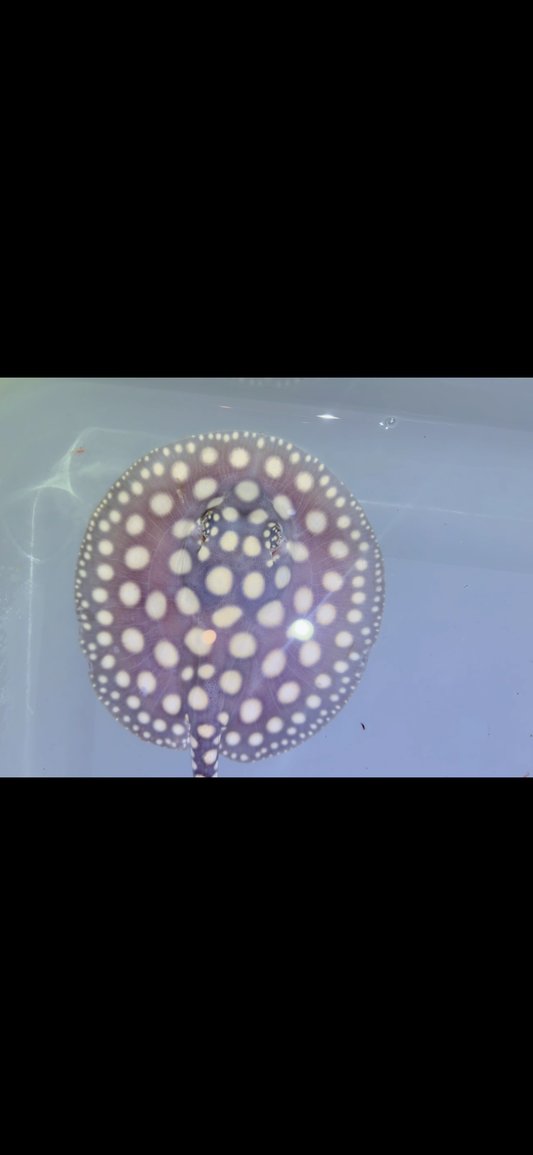 Freshwater stingray black diamond Female 5inch 14