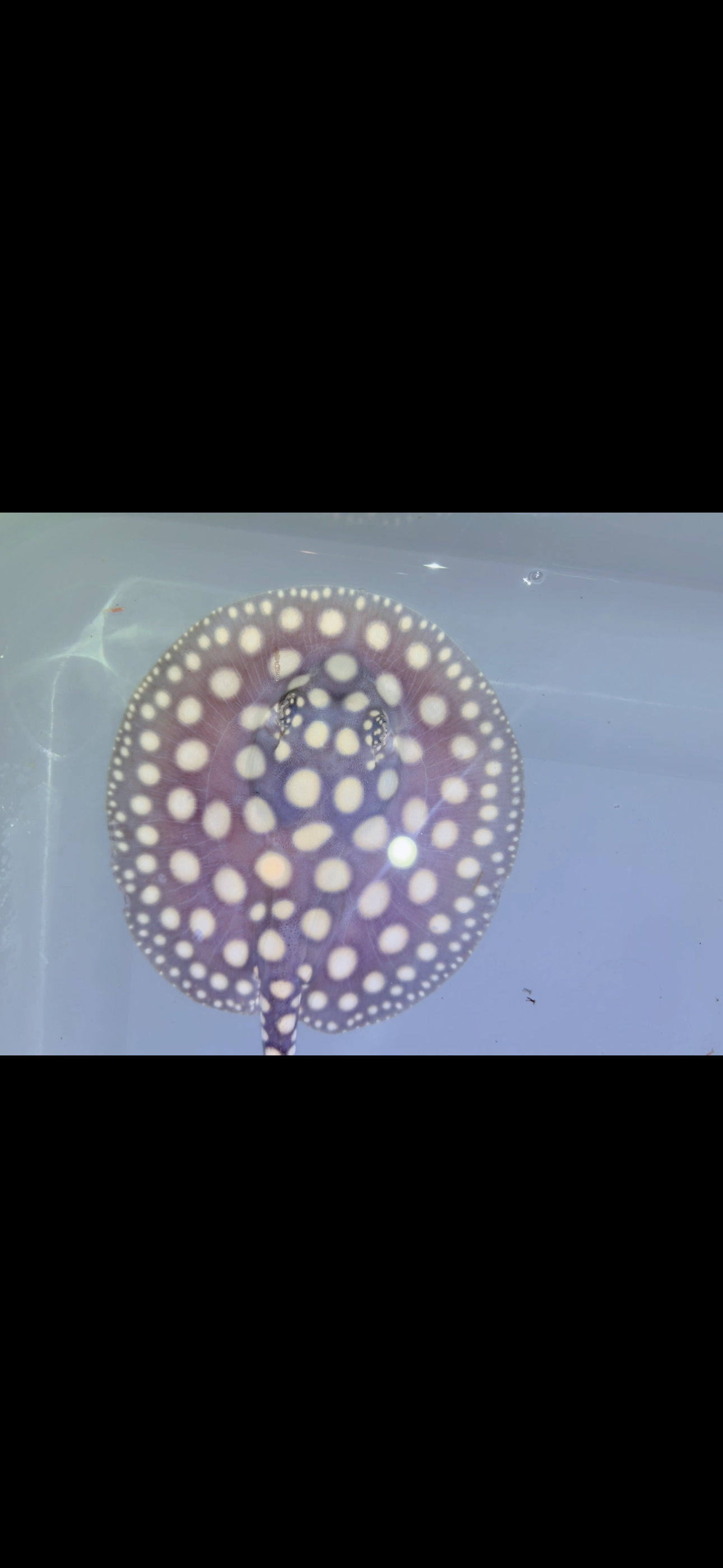 Freshwater stingray black diamond Female 5inch 14