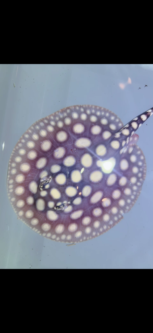 Freshwater stingray black diamond Male 5inch 15