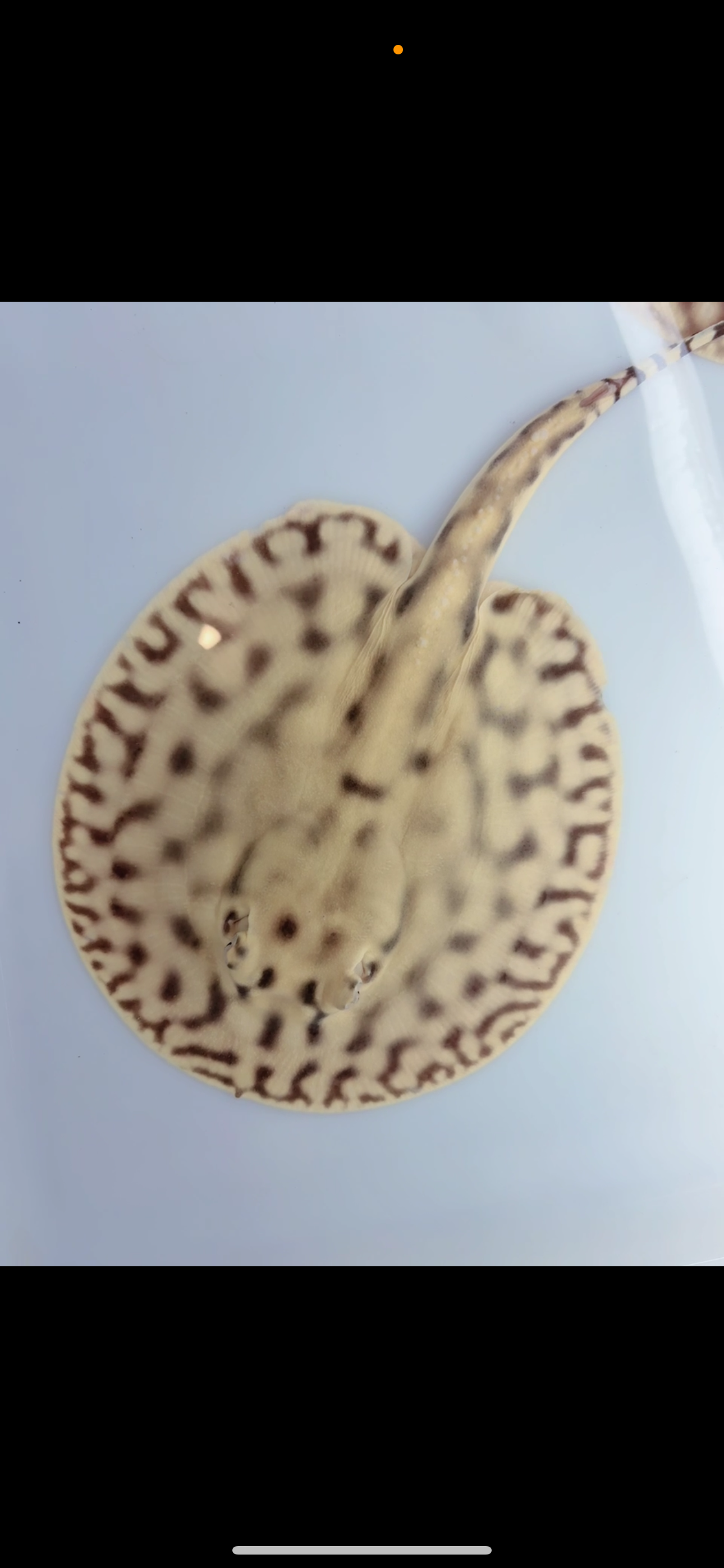 Freshwater stingray key  diamond  pair