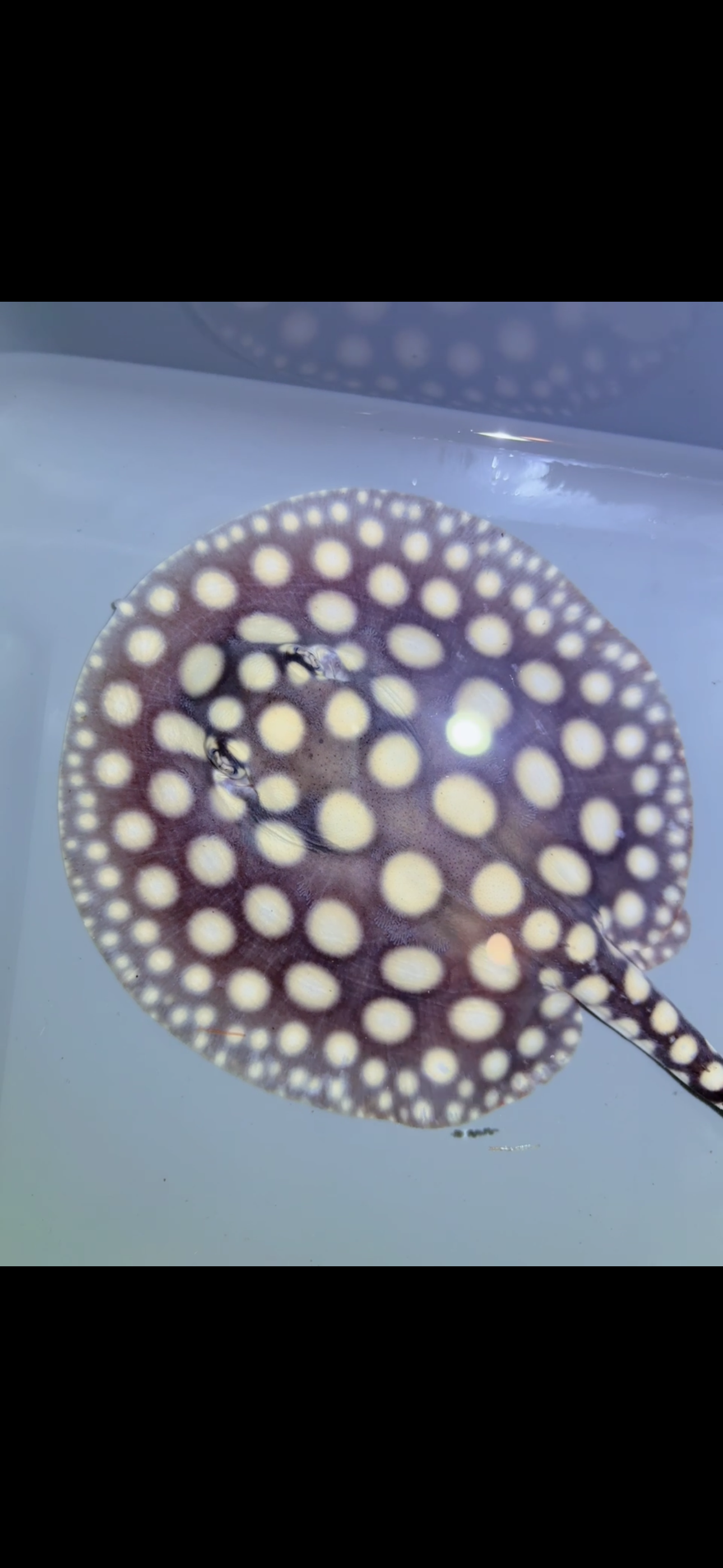 Freshwater stingray black diamond Male 6inch 16