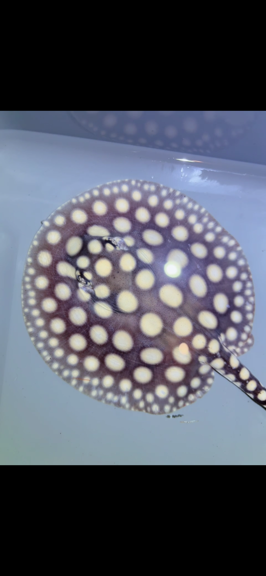 Freshwater stingray black diamond Male 6inch 16