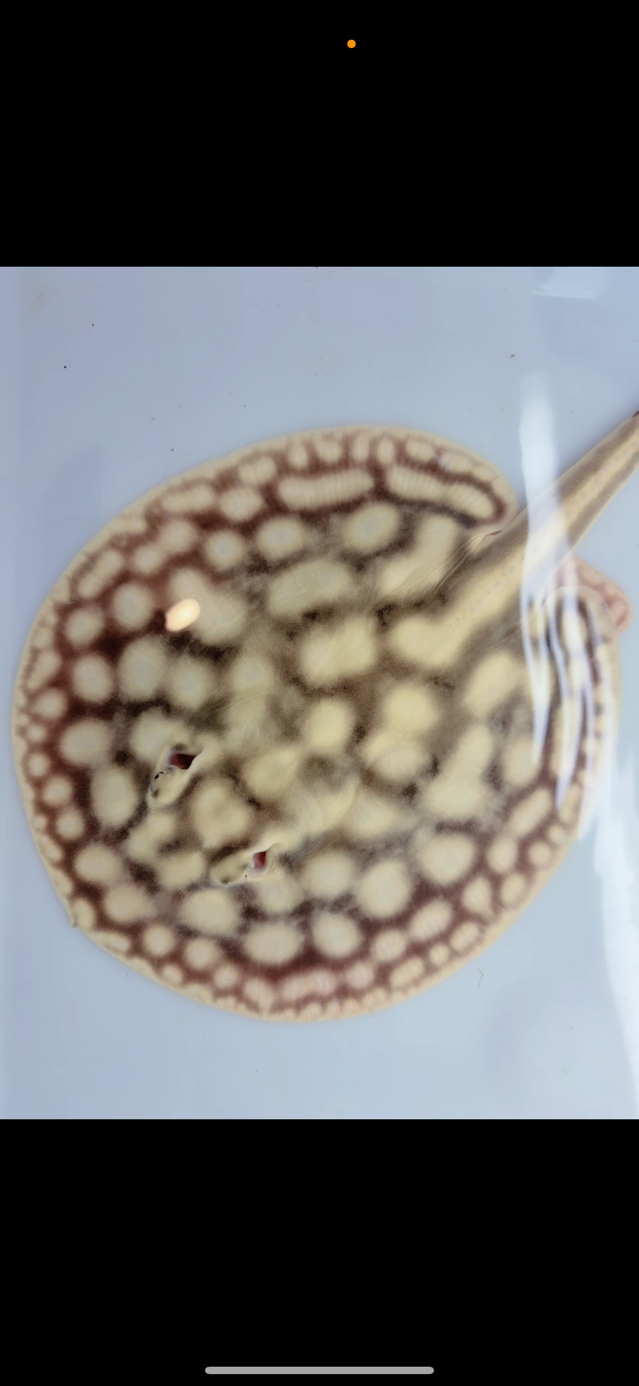 Freshwater stingray key  diamond female