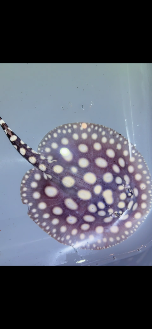 Freshwater stingray black diamond Female 6inch 17