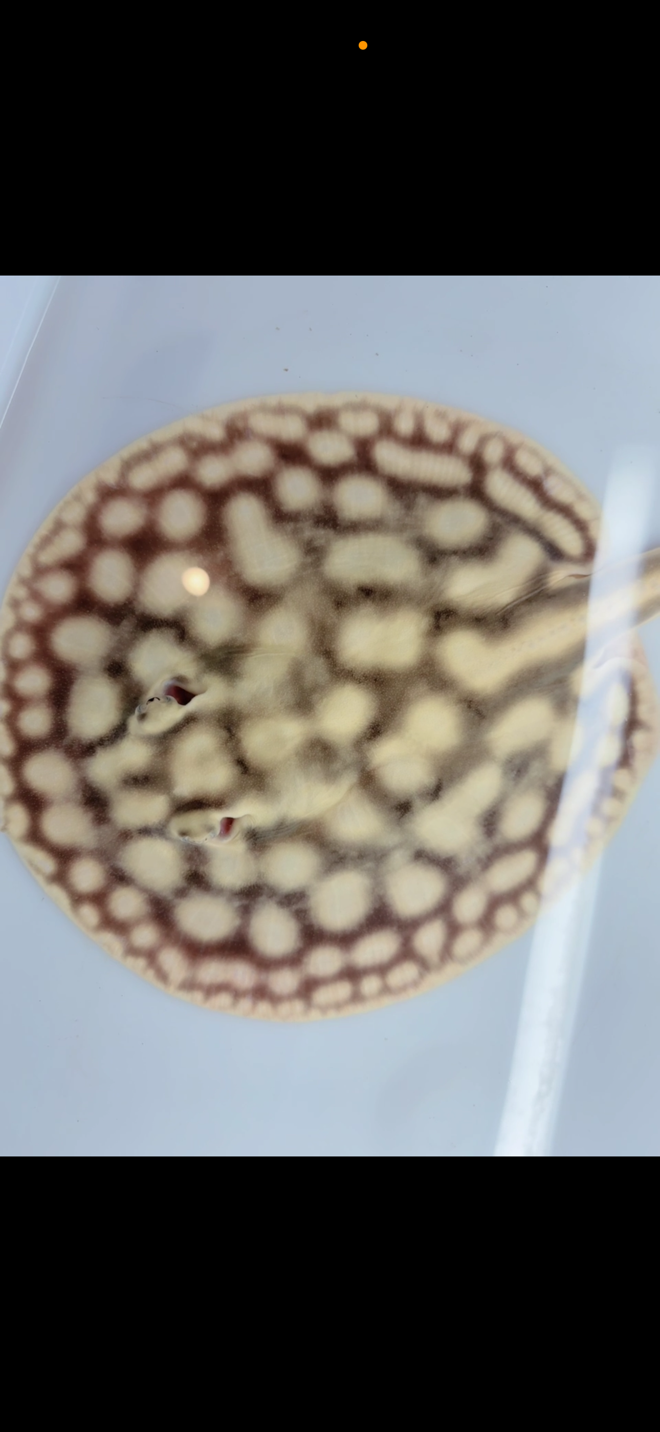 Freshwater stingray key  diamond female