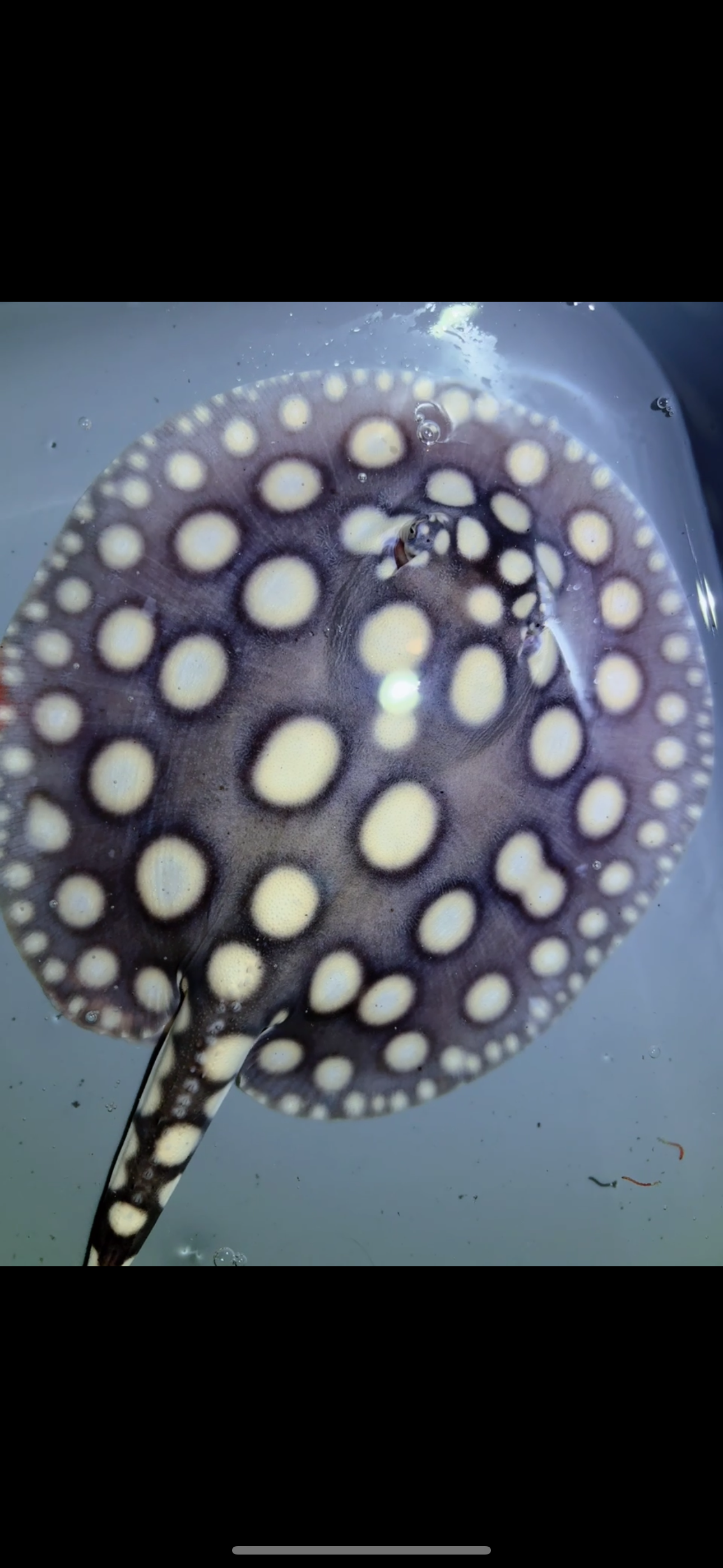 Freshwater stingray SWC black diamond Male