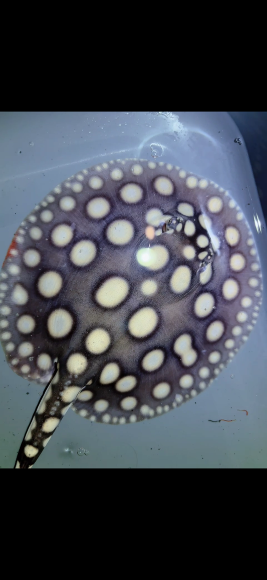 Freshwater stingray SWC black diamond Male