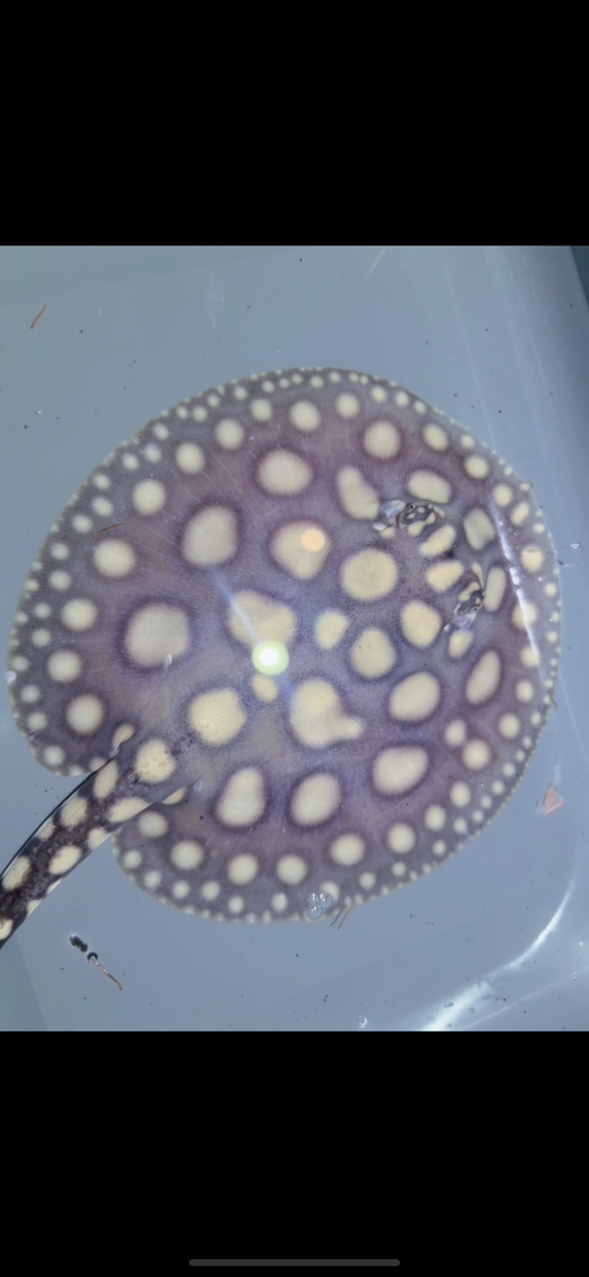 Freshwater stingray SWC black diamond Male
