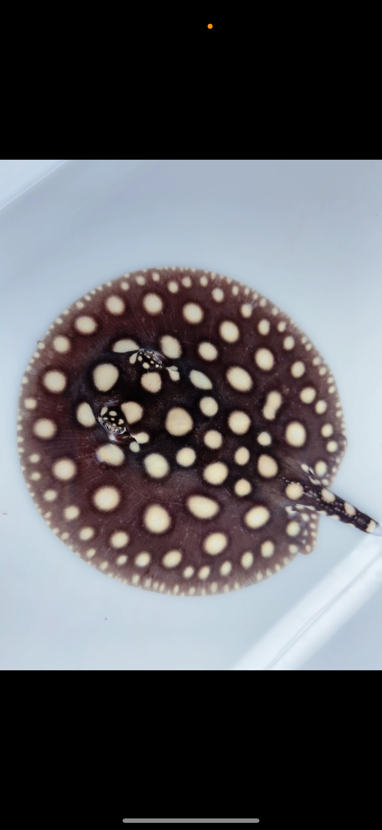 Freshwater stingray black diamond female  5inch