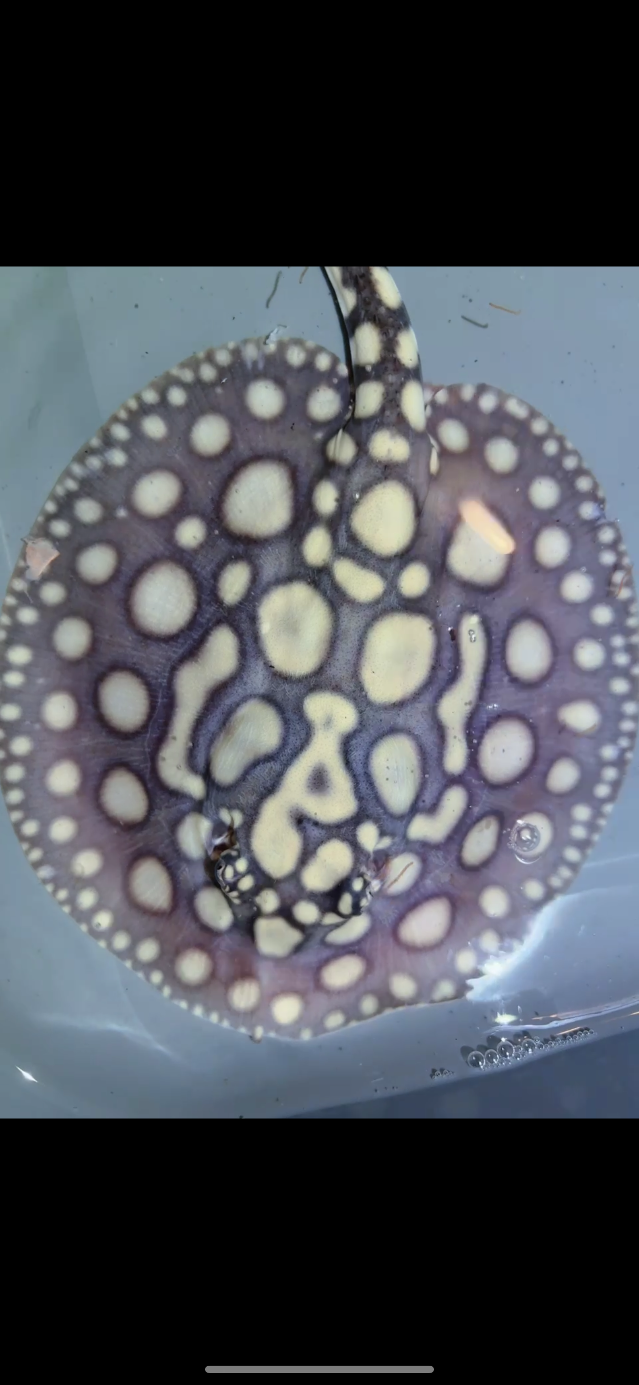 Freshwater stingray SWC black diamond Female