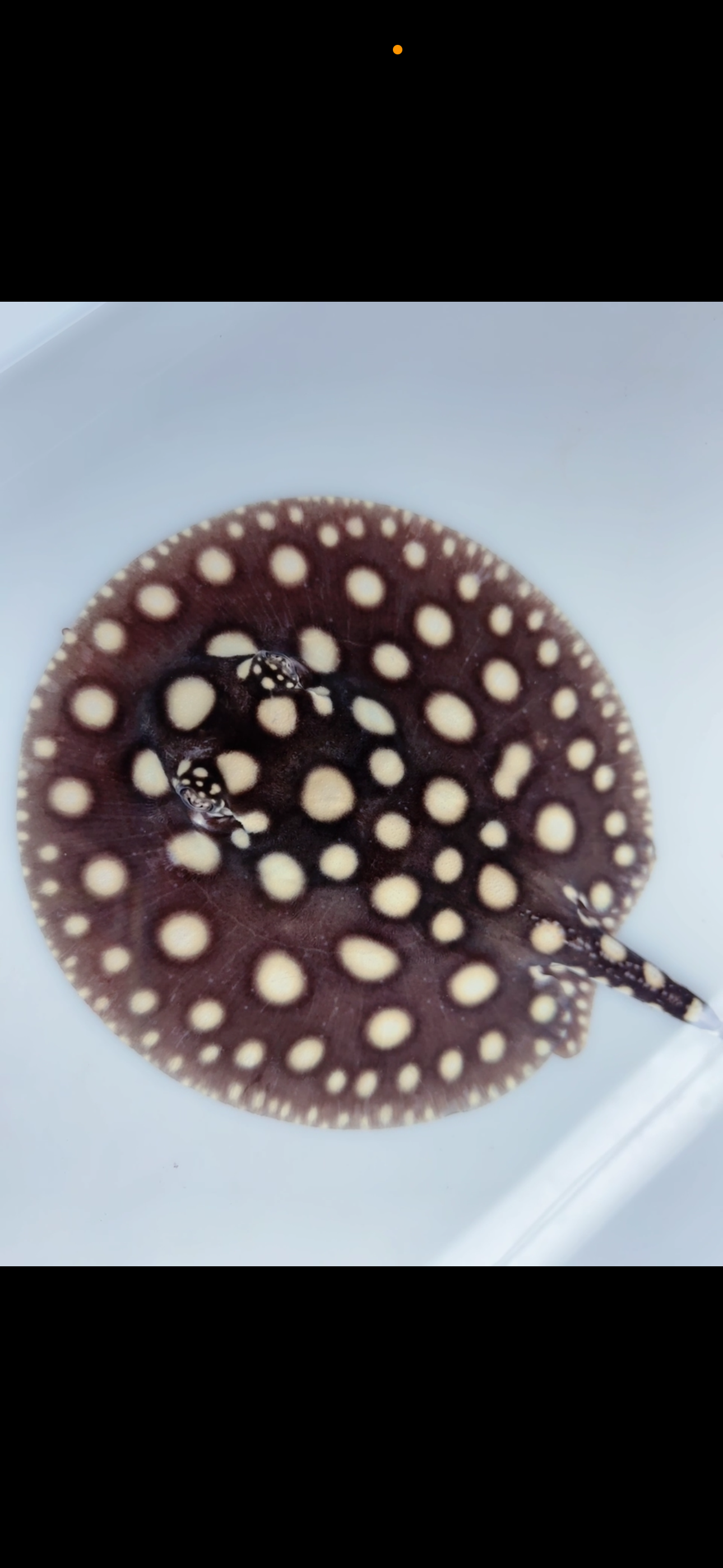 Freshwater stingray black diamond female  5inch