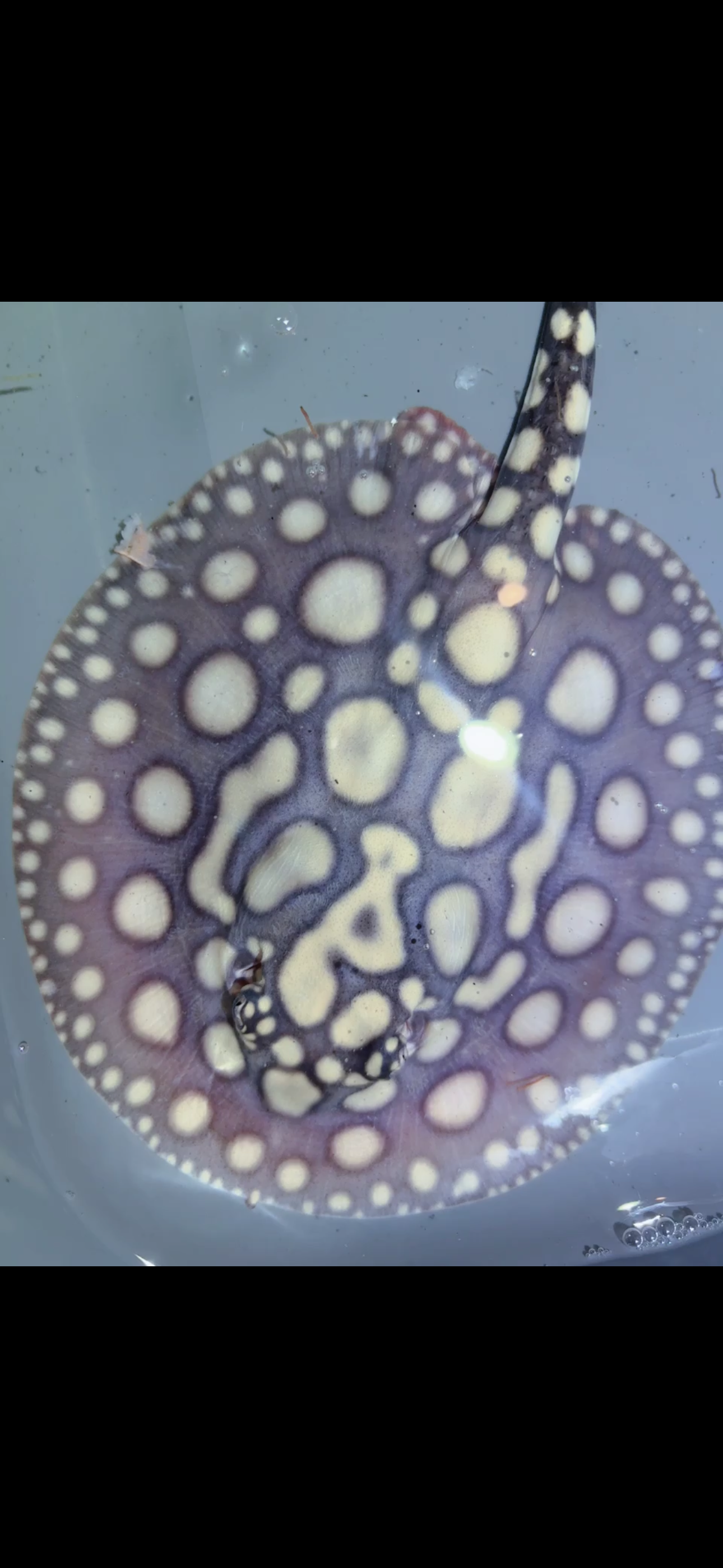 Freshwater stingray SWC black diamond Female