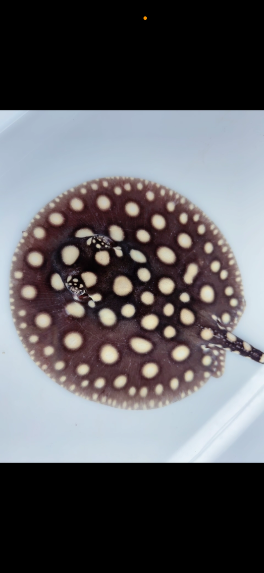 Freshwater stingray black diamond female  5inch