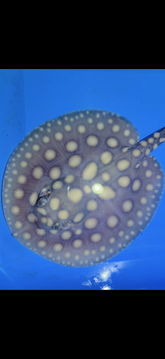Freshwater stingray black diamond Male 6inch 18