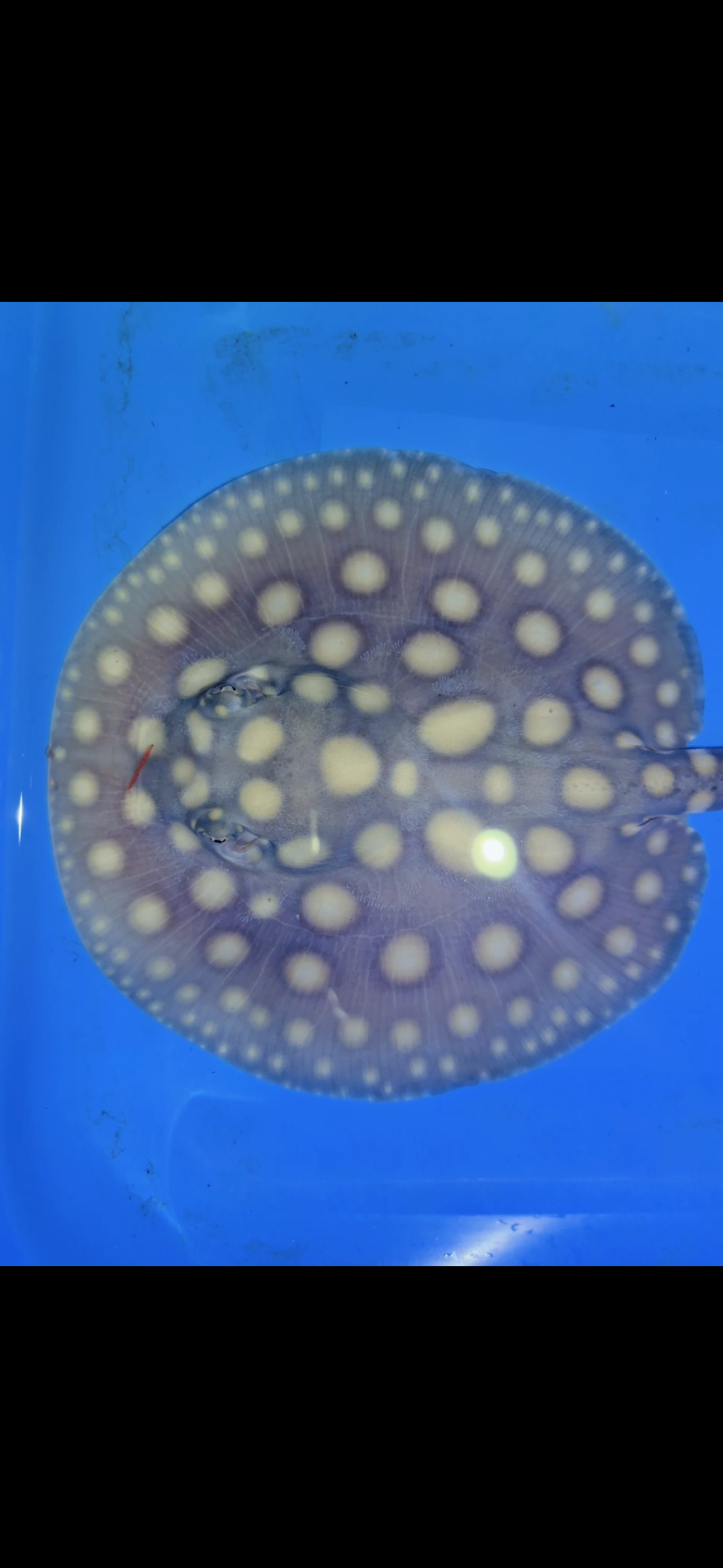 Freshwater stingray black diamond Male 6inch 18