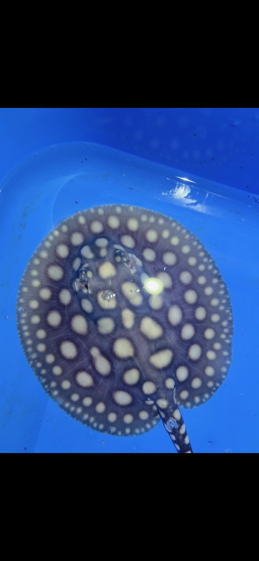 Freshwater stingray black diamond Male 6inch 19