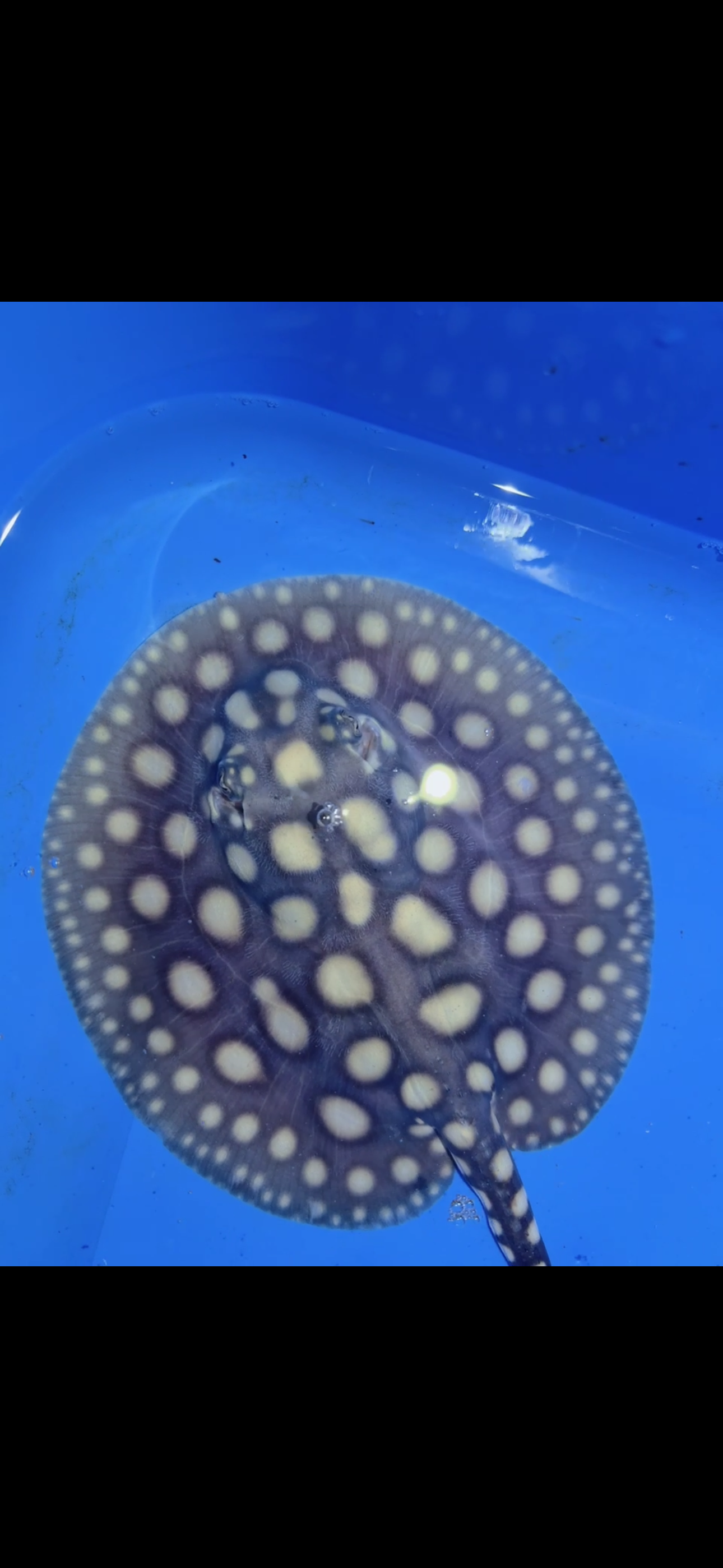 Freshwater stingray black diamond Male 6inch 19