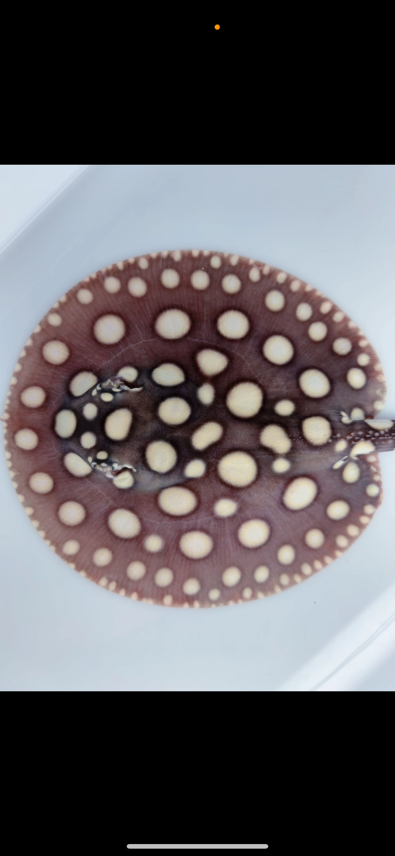 Freshwater stingray black diamond male  6inch