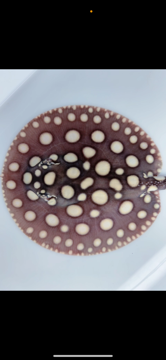 Freshwater stingray black diamond male  6inch