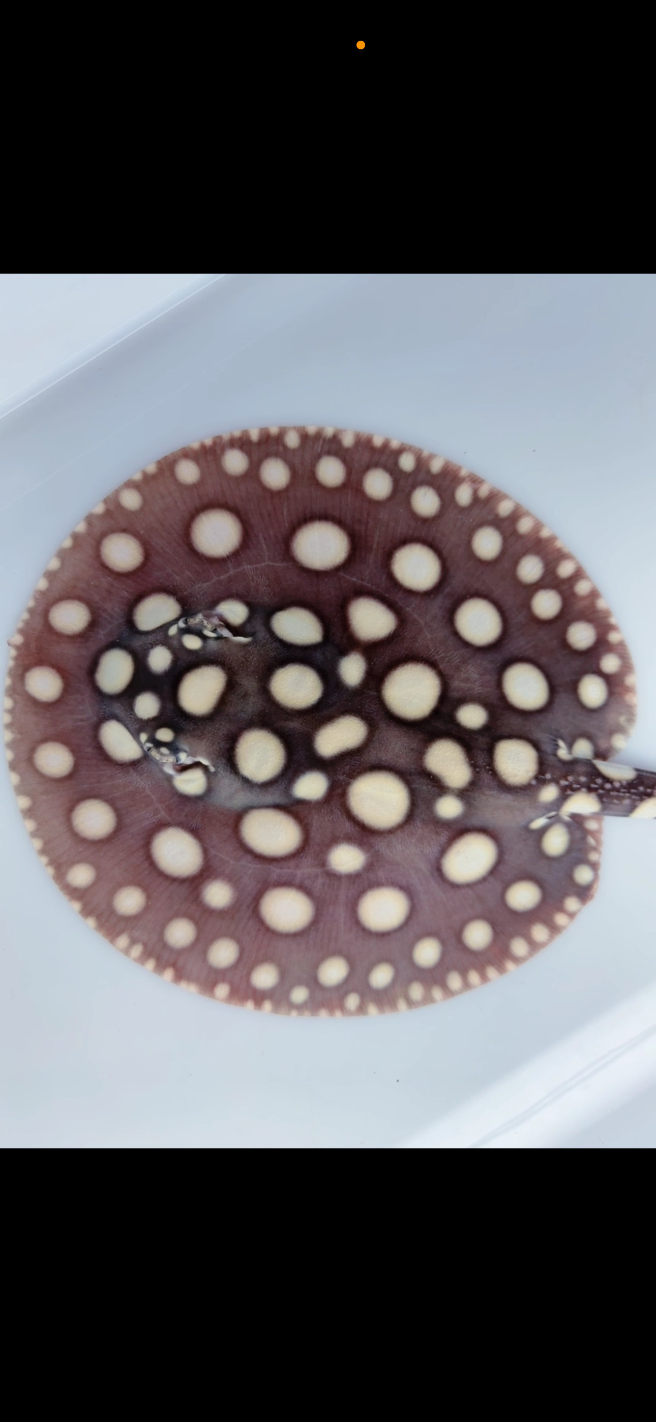 Freshwater stingray black diamond male  6inch