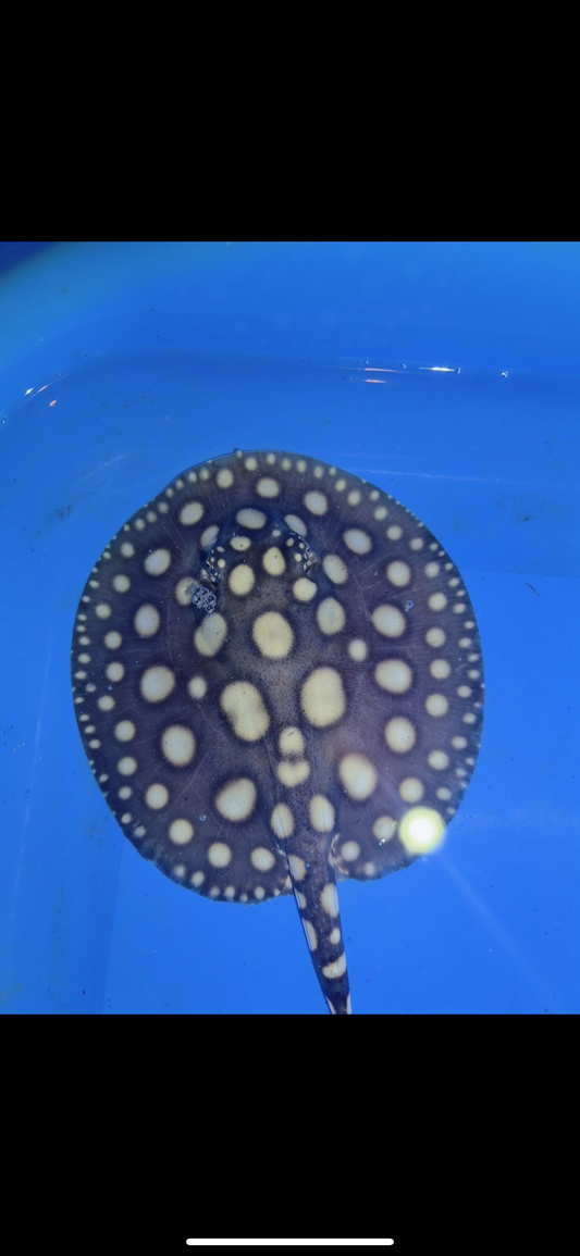 Freshwater stingray black diamond Female 5inch 20