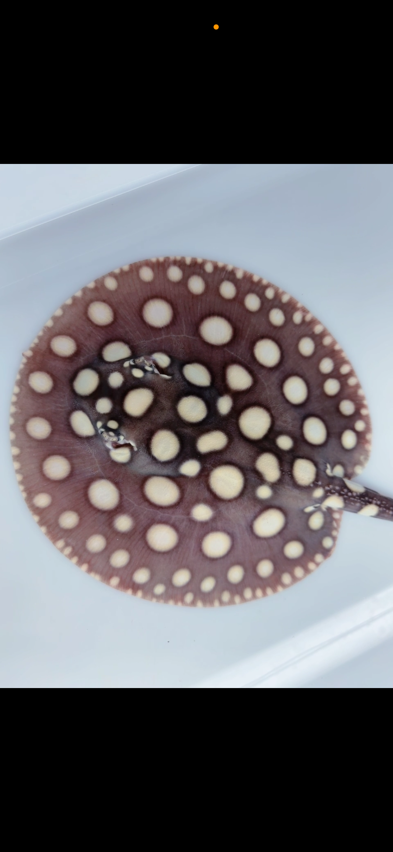 Freshwater stingray black diamond male  6inch