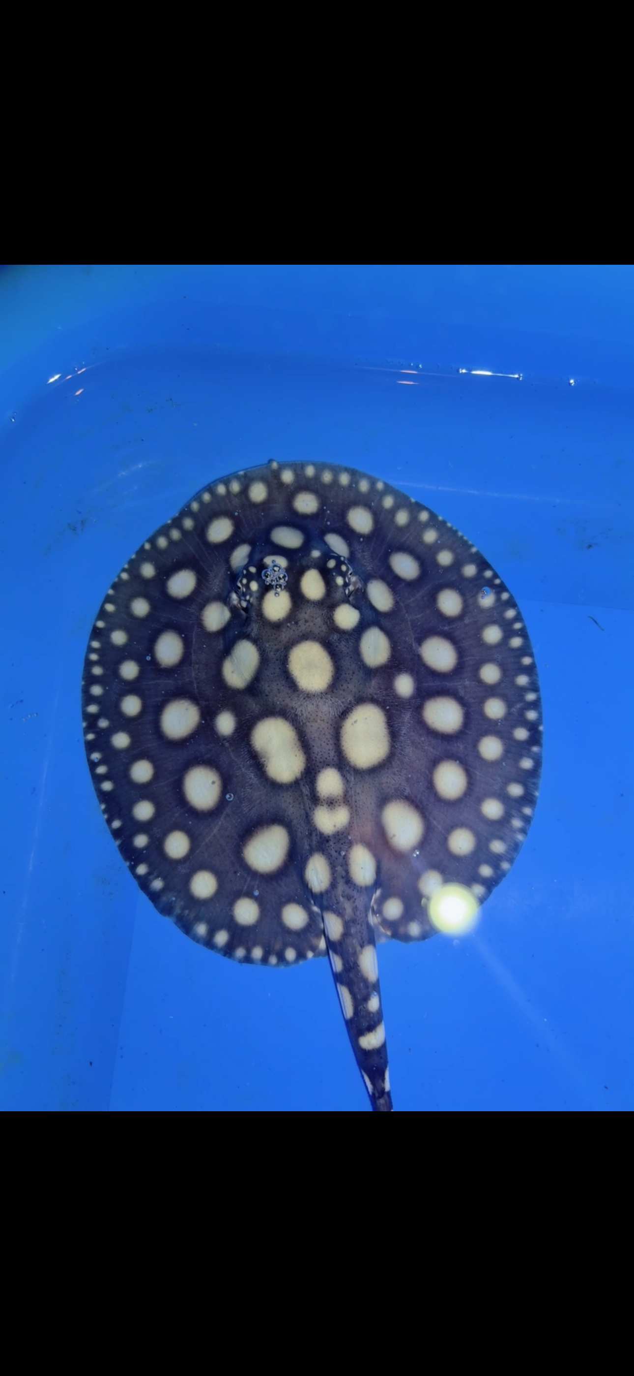 Freshwater stingray black diamond Female 5inch 20