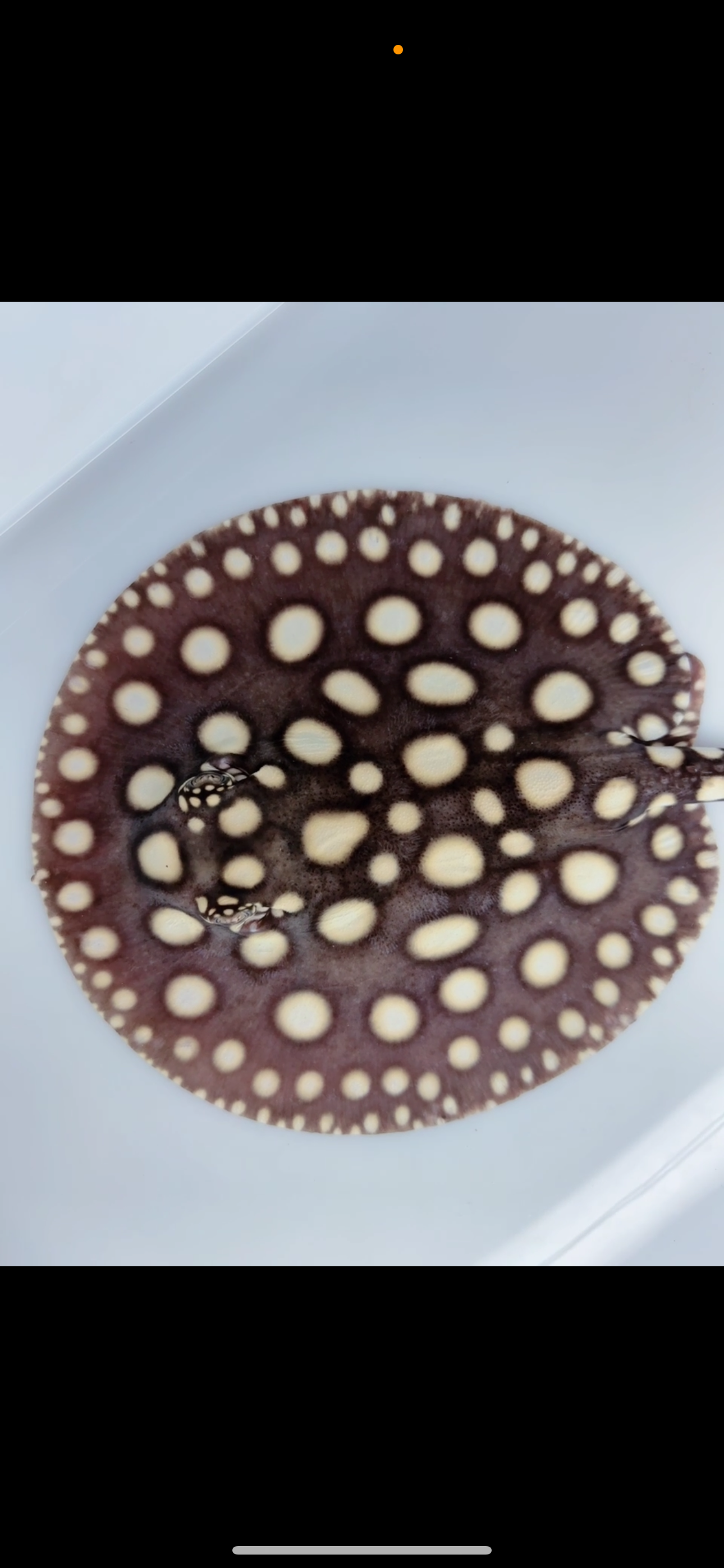 Freshwater stingray black diamond female  6inch