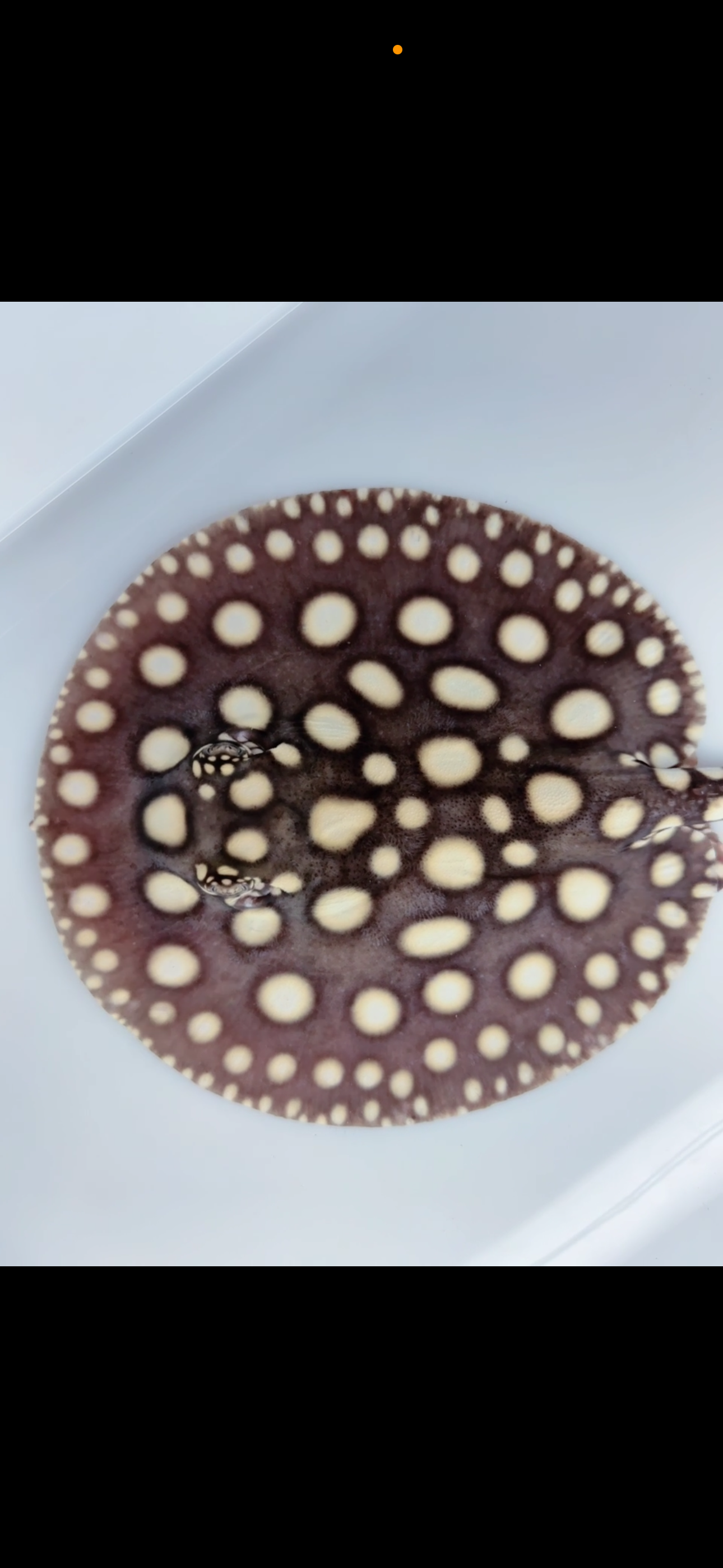 Freshwater stingray black diamond female  6inch