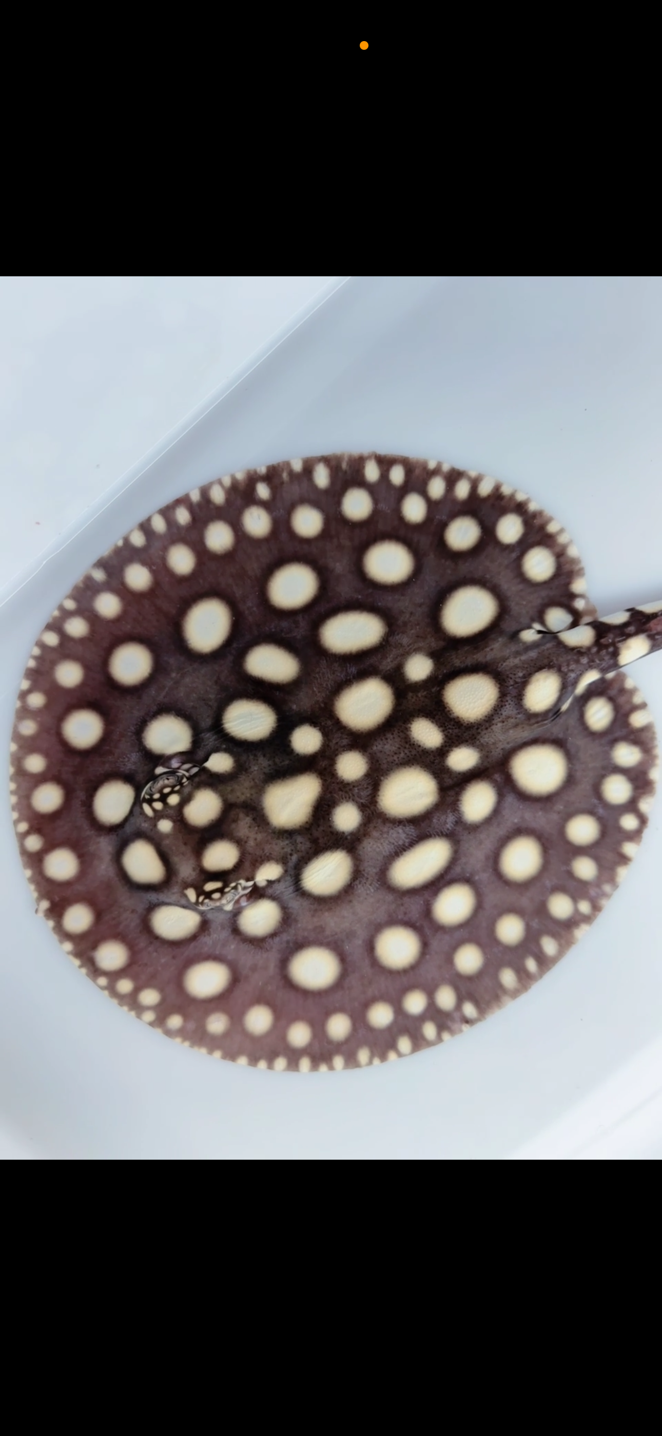 Freshwater stingray black diamond female  6inch