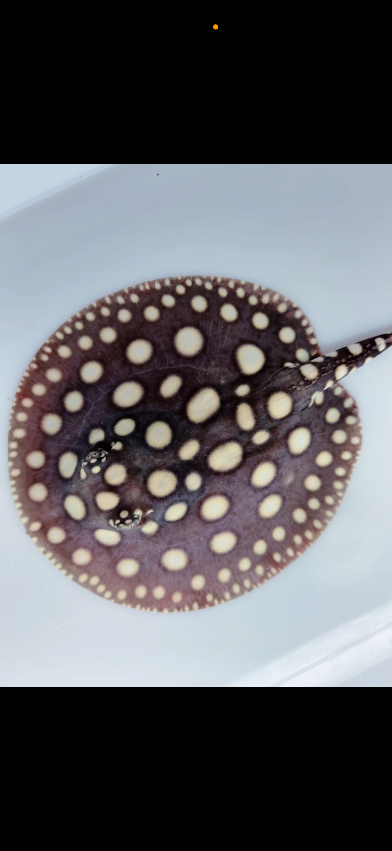 Freshwater stingray black diamond female 6inch – Super BD Stingray