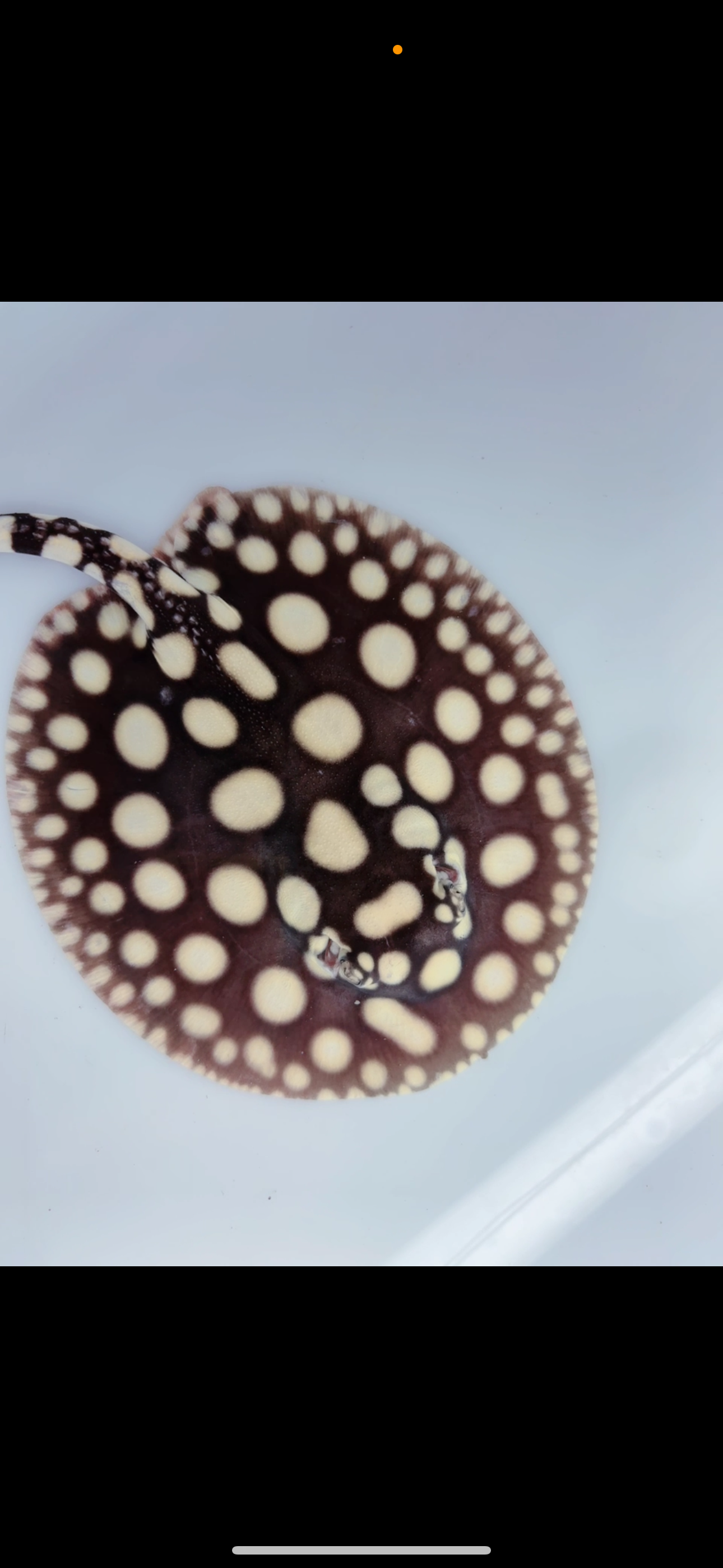 Freshwater stingray black diamond male  5inch