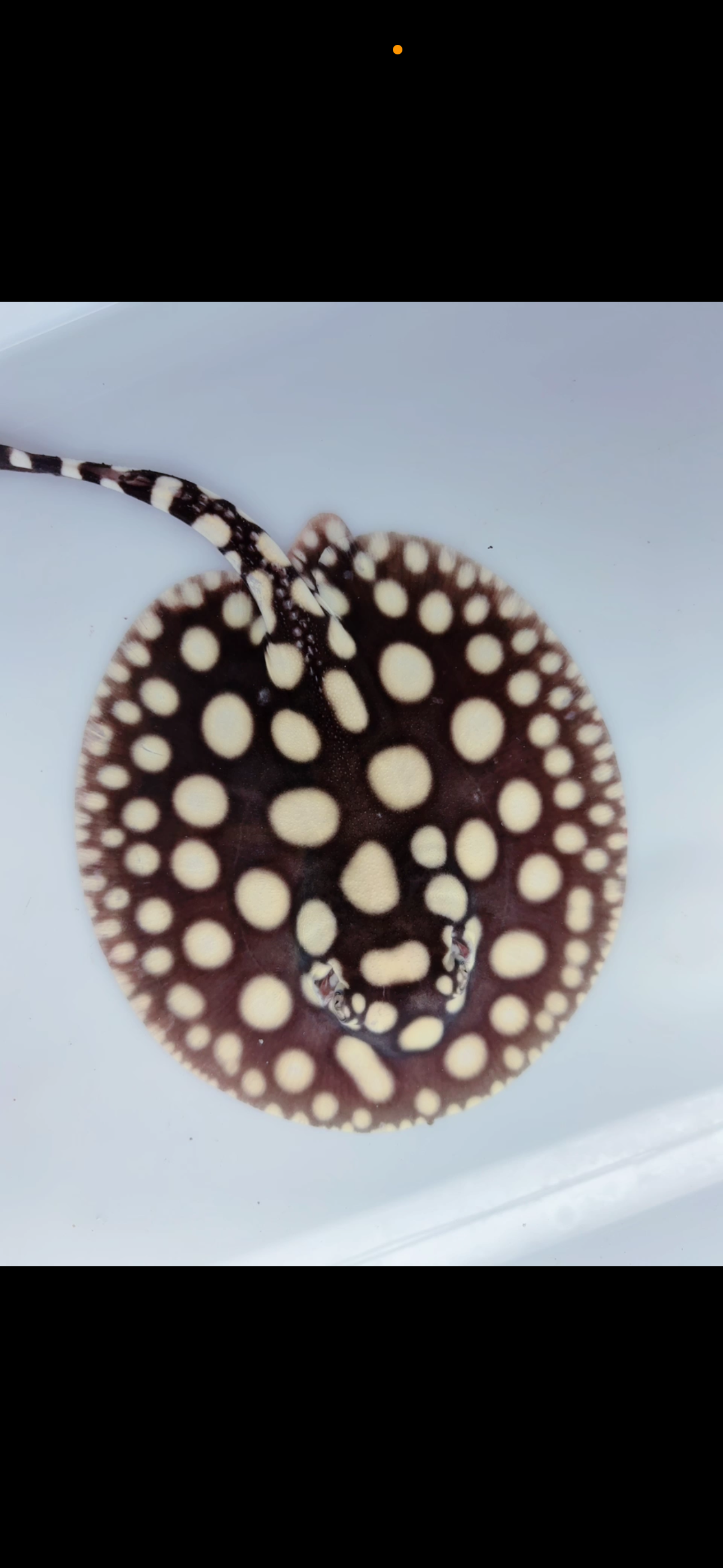 Freshwater stingray black diamond male  5inch
