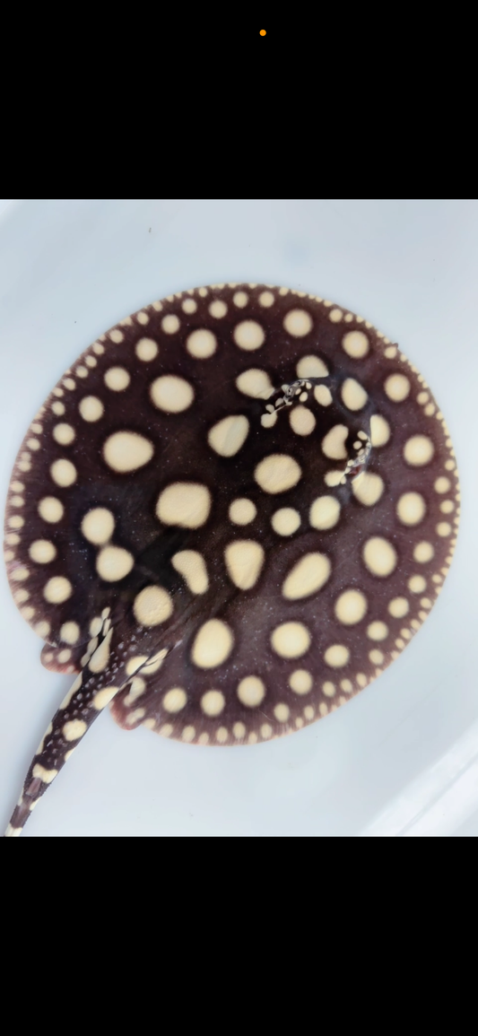 Freshwater stingray black diamond male  7inch