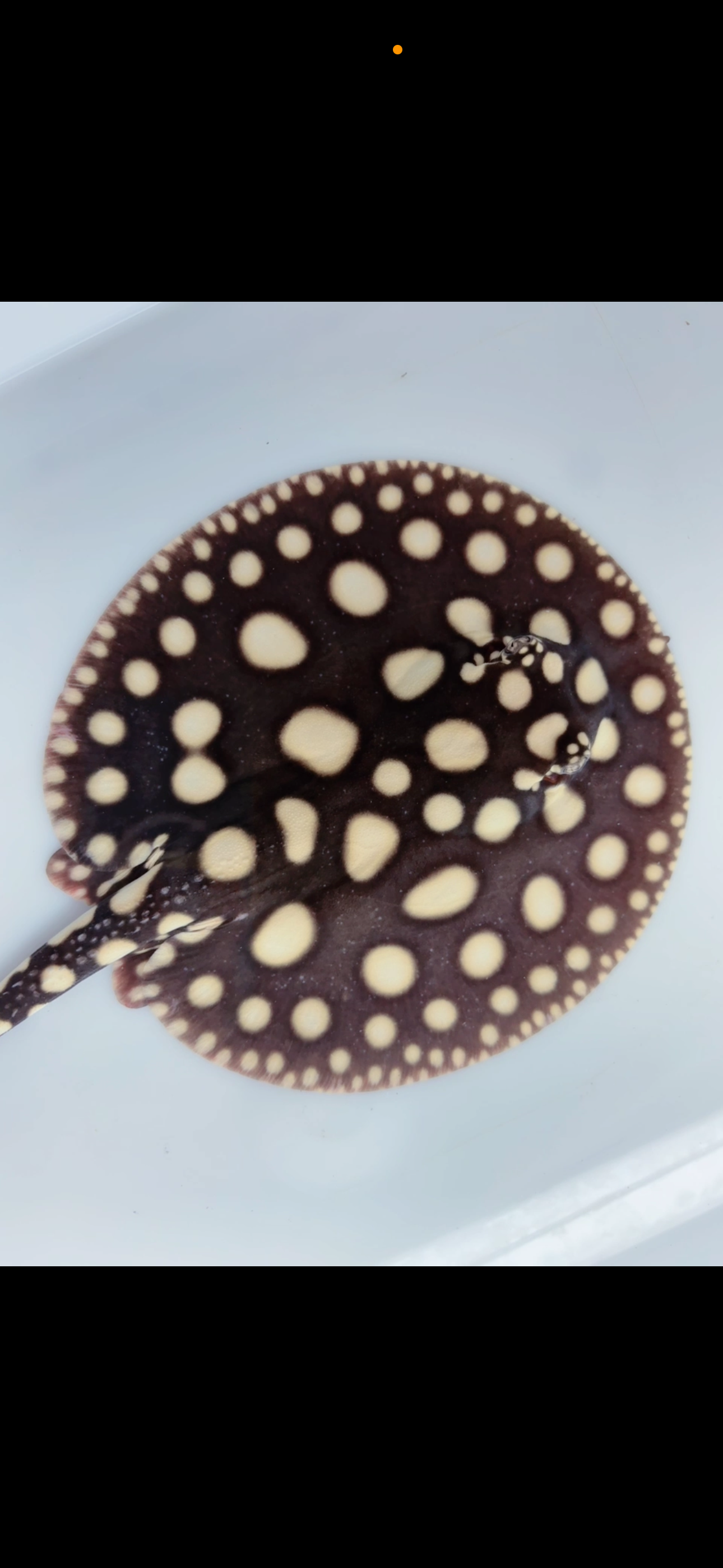 Freshwater stingray black diamond male  7inch