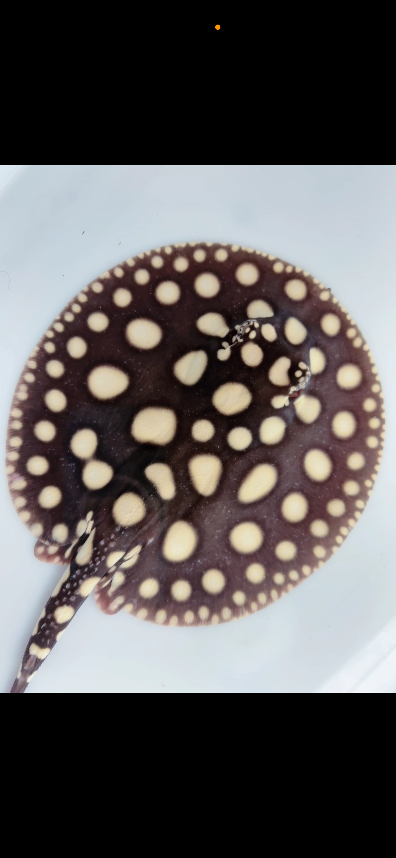 Freshwater stingray black diamond male  7inch