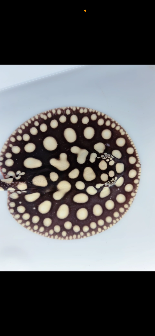 Freshwater stingray black diamond male  7inch