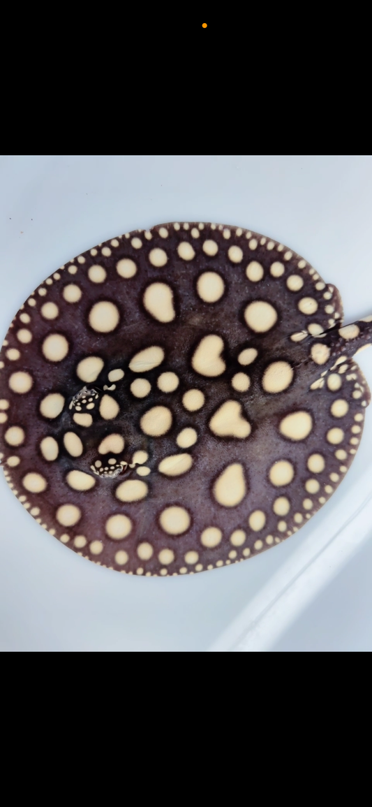 Freshwater stingray black diamond female 7inch