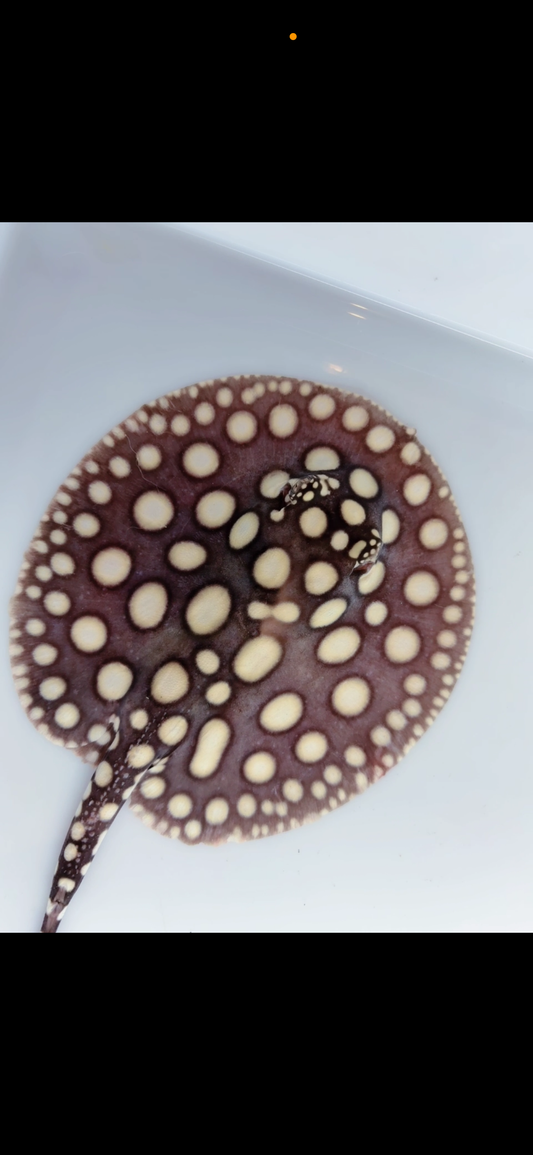 Freshwater stingray black diamond male 6inch